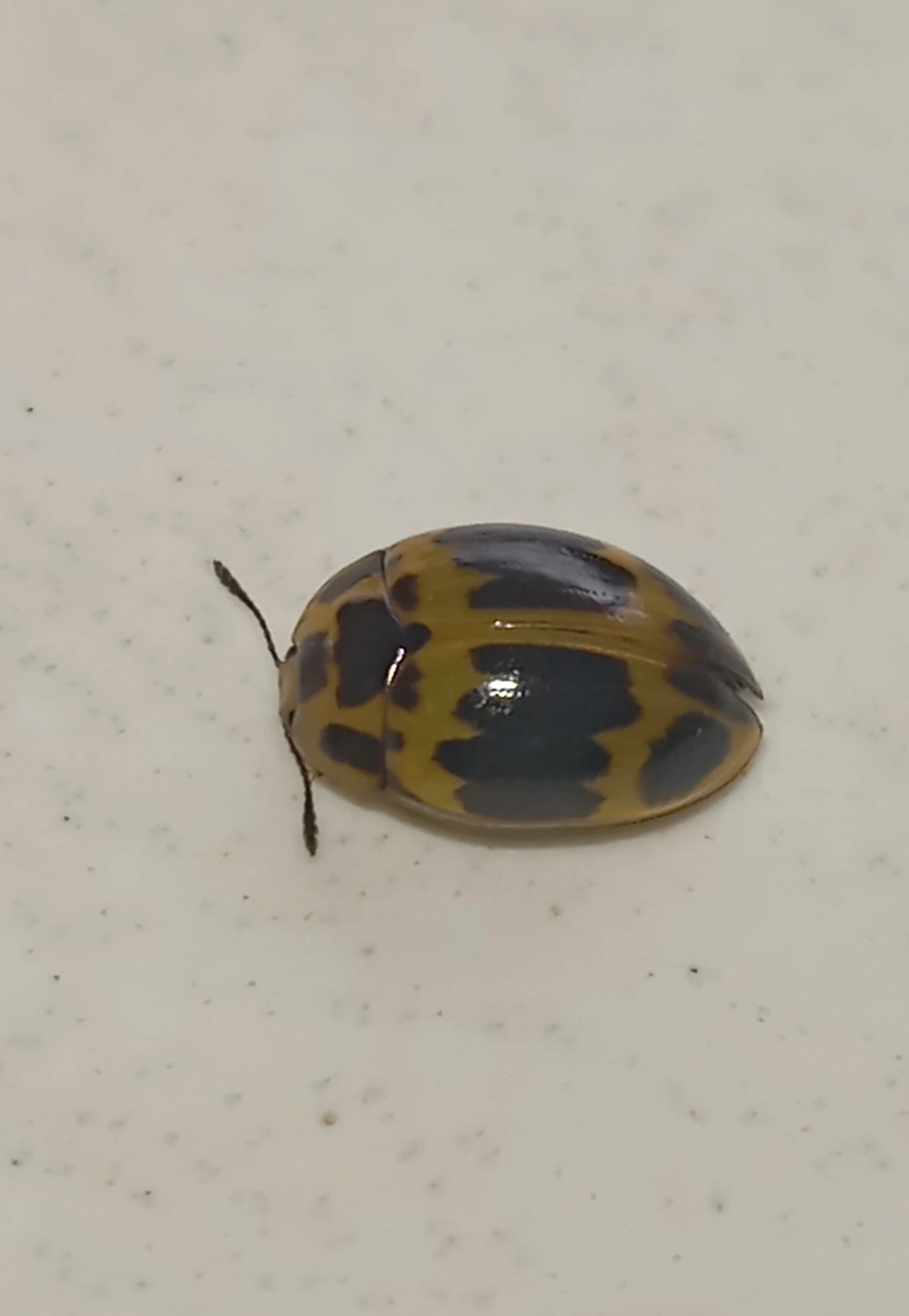 Besouro-do-fungo (Iphiclus signatus), insetos, fotografado em Maresias, São Sebastião
