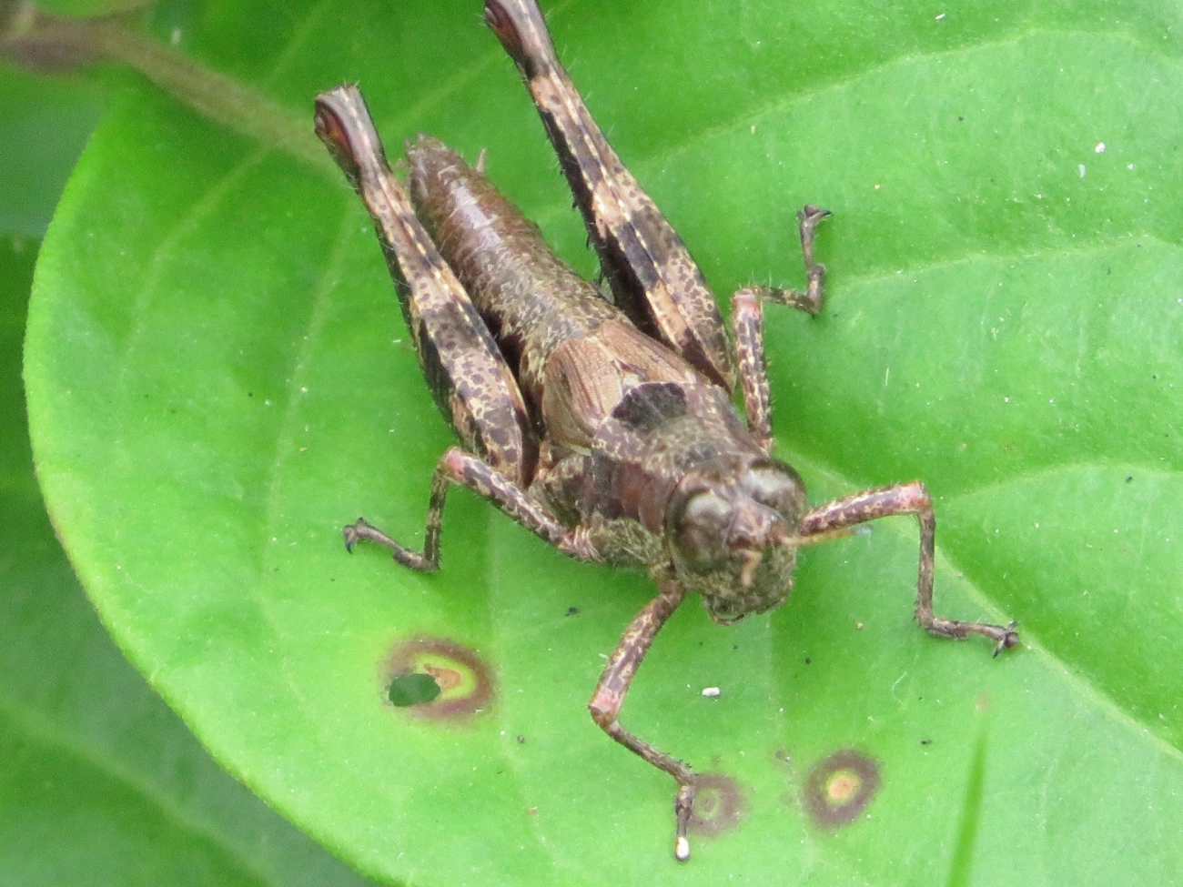 Digamacris amoena, insetos, fotografado em Maresias, São Sebastião