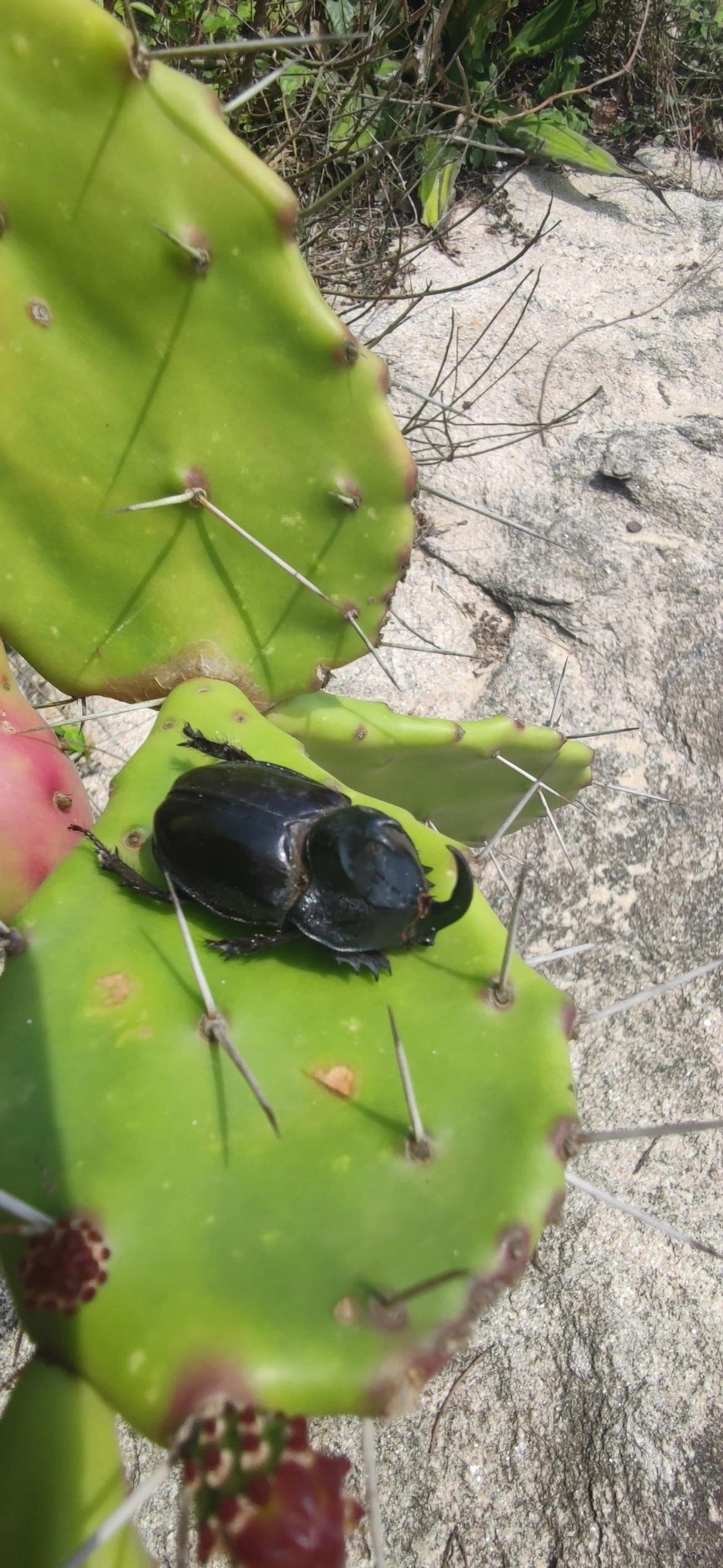 Besouro-rinoceronte (Enema pan), insetos, fotografado em Toque-Toque Grande, São Sebastião