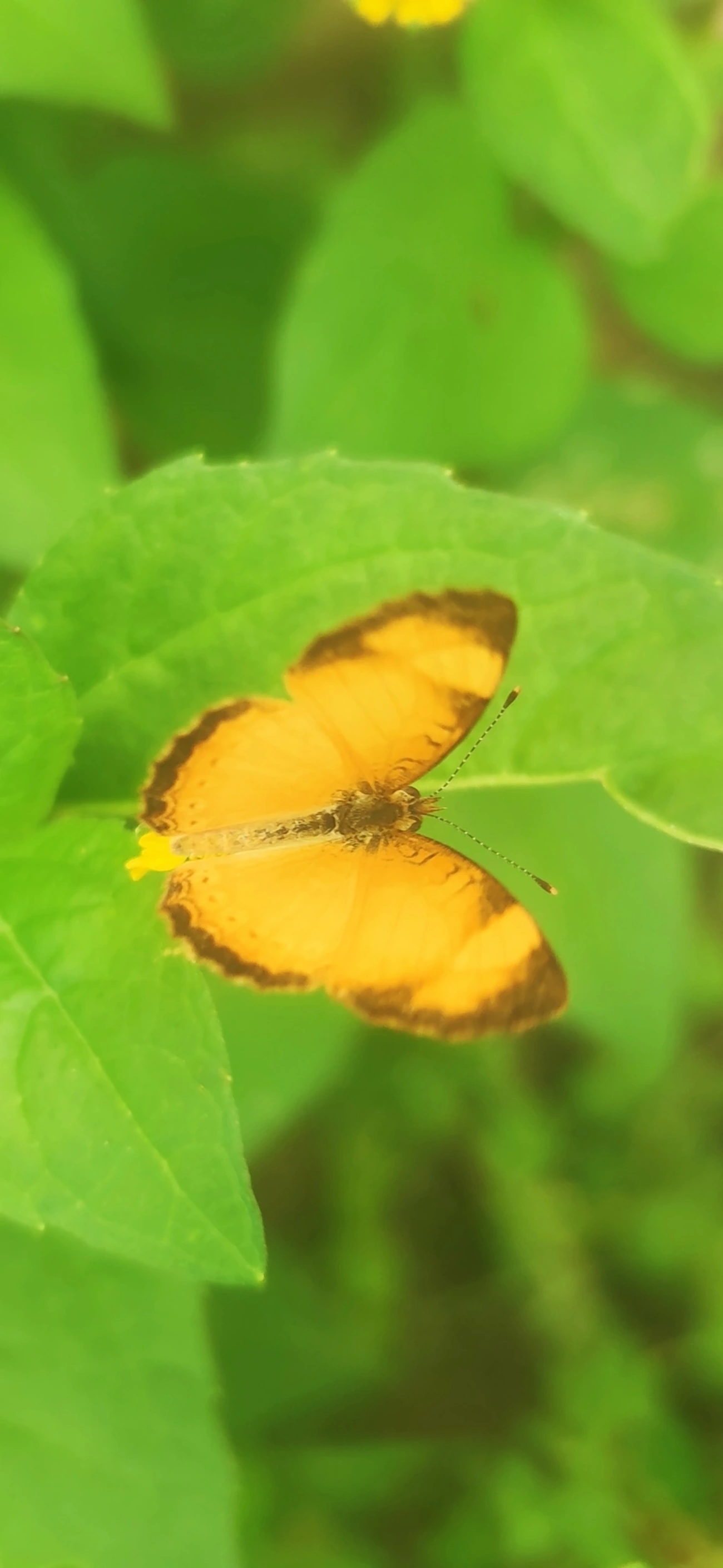 Tegosa claudina, insetos, fotografado em Maresias, São Sebastião