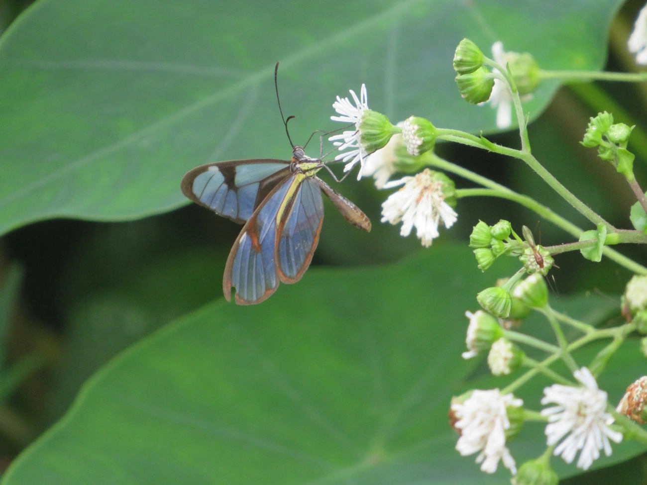 Ithomia, insetos, fotografado em Maresias, São Sebastião