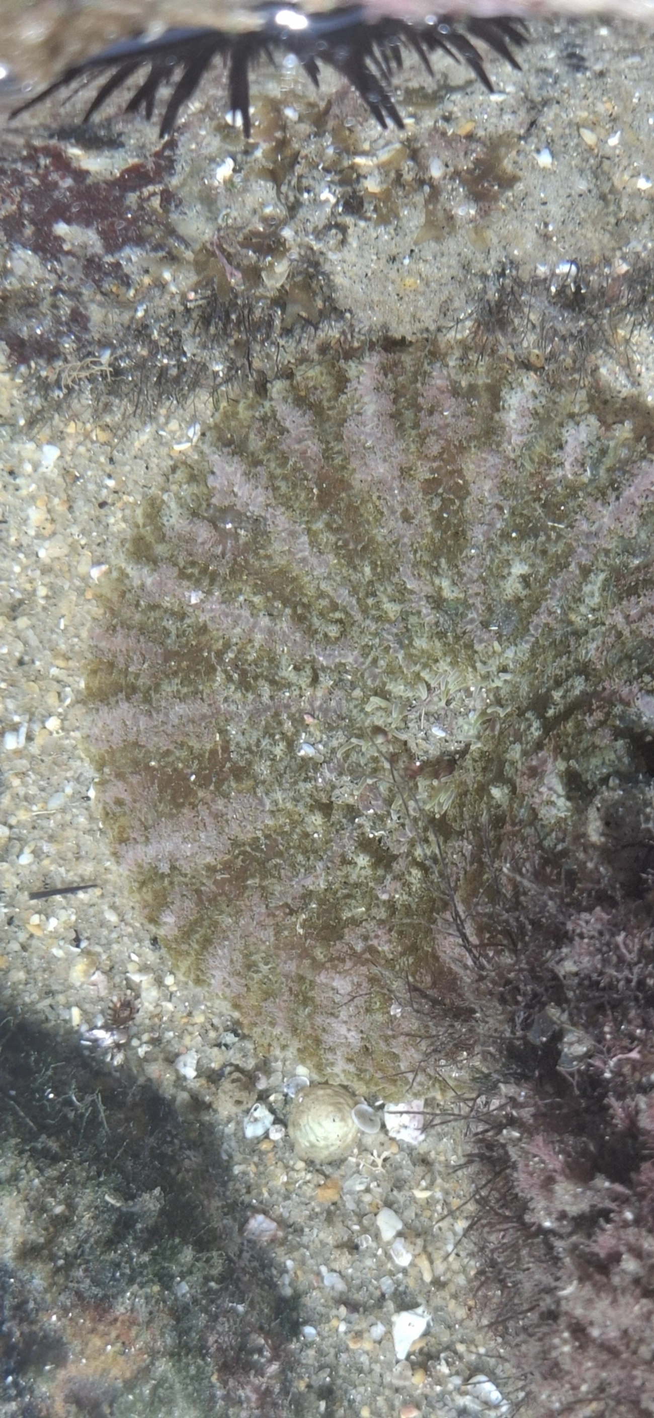 Anêmona-flor-achatada (Actinostella flosculifera), cnidários, fotografado em Maresias, São Sebastião