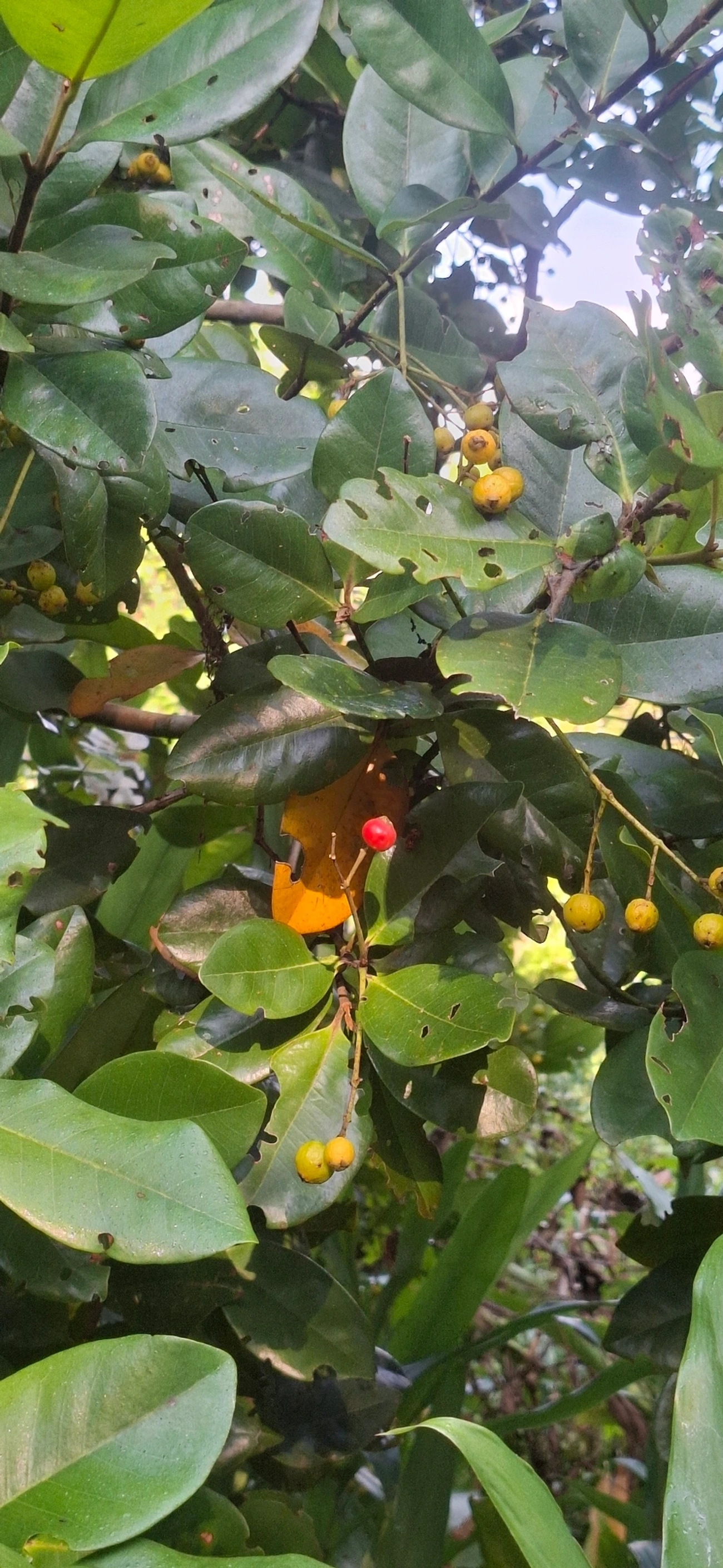 Calyptranthes, plantas, fotografado em Maresias, São Sebastião