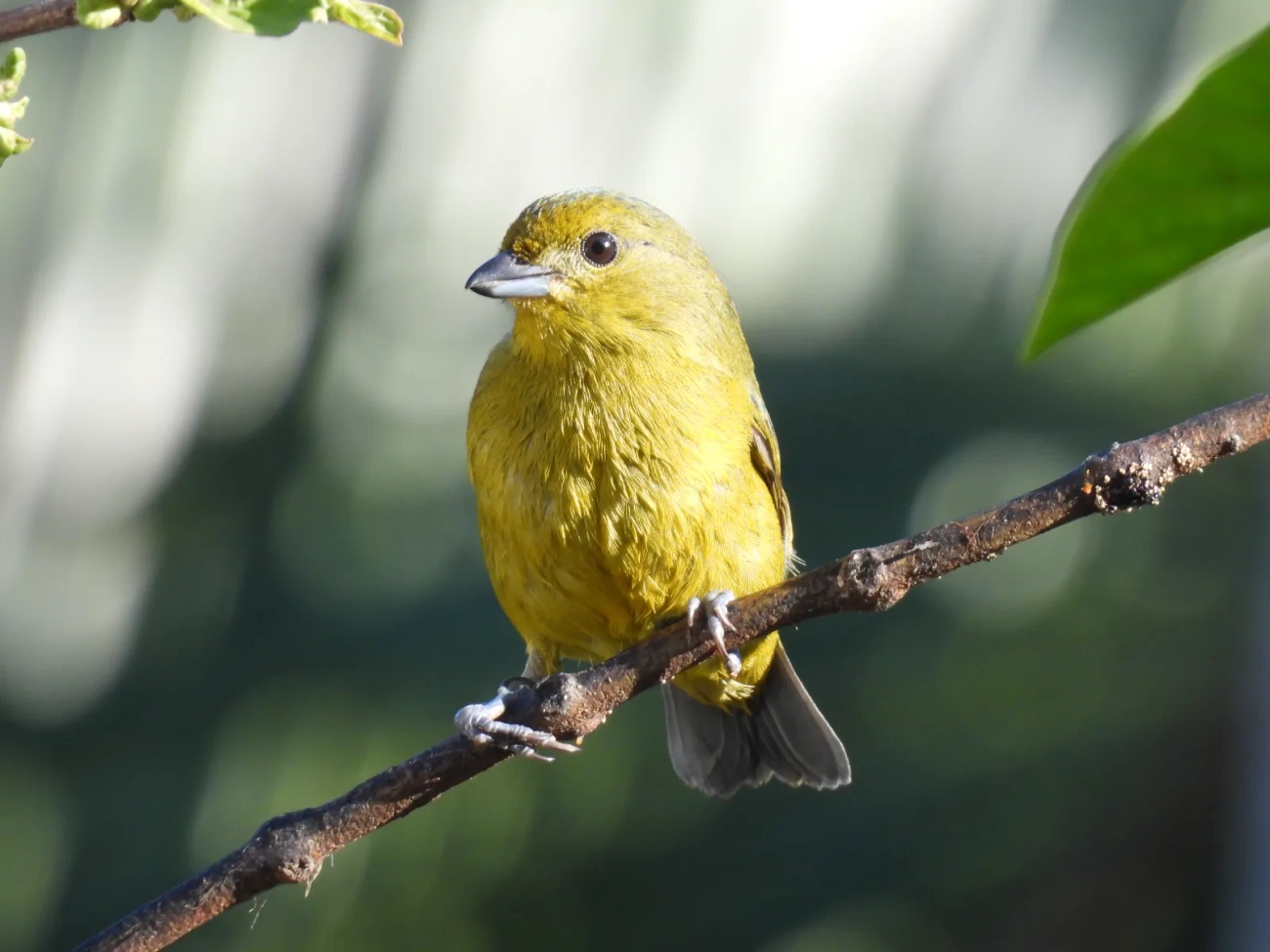 Gaturamo-verdadeiro (Euphonia violacea), aves, fotografado em Maresias, São Sebastião
