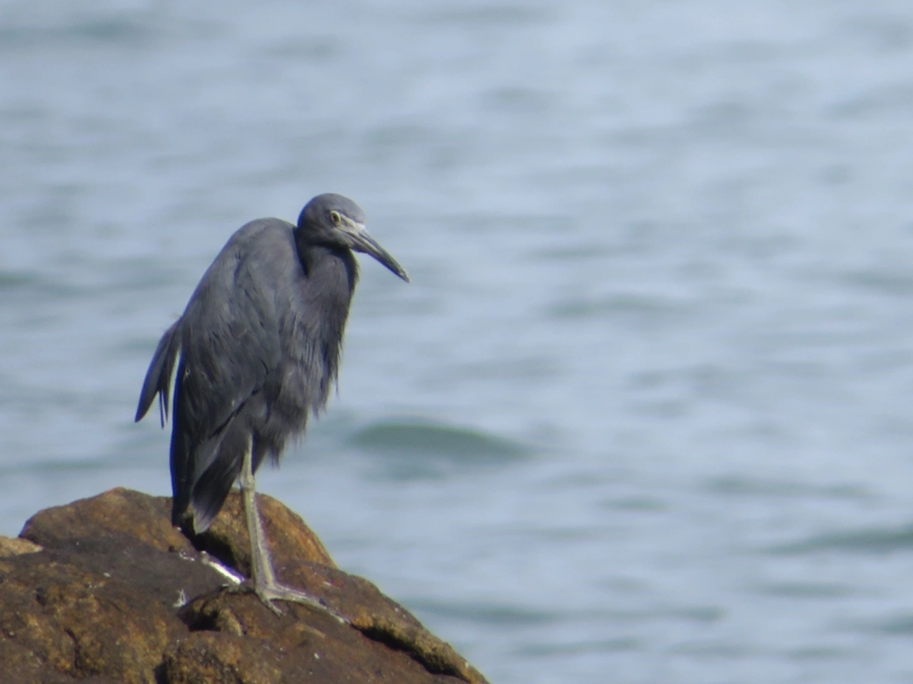 Garça-azul (Egretta caerulea), aves, fotografado em Maresias, São Sebastião
