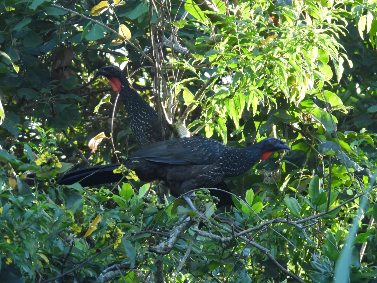 Jacuaçu (Penelope obscura), aves, fotografado em Maresias, São Sebastião