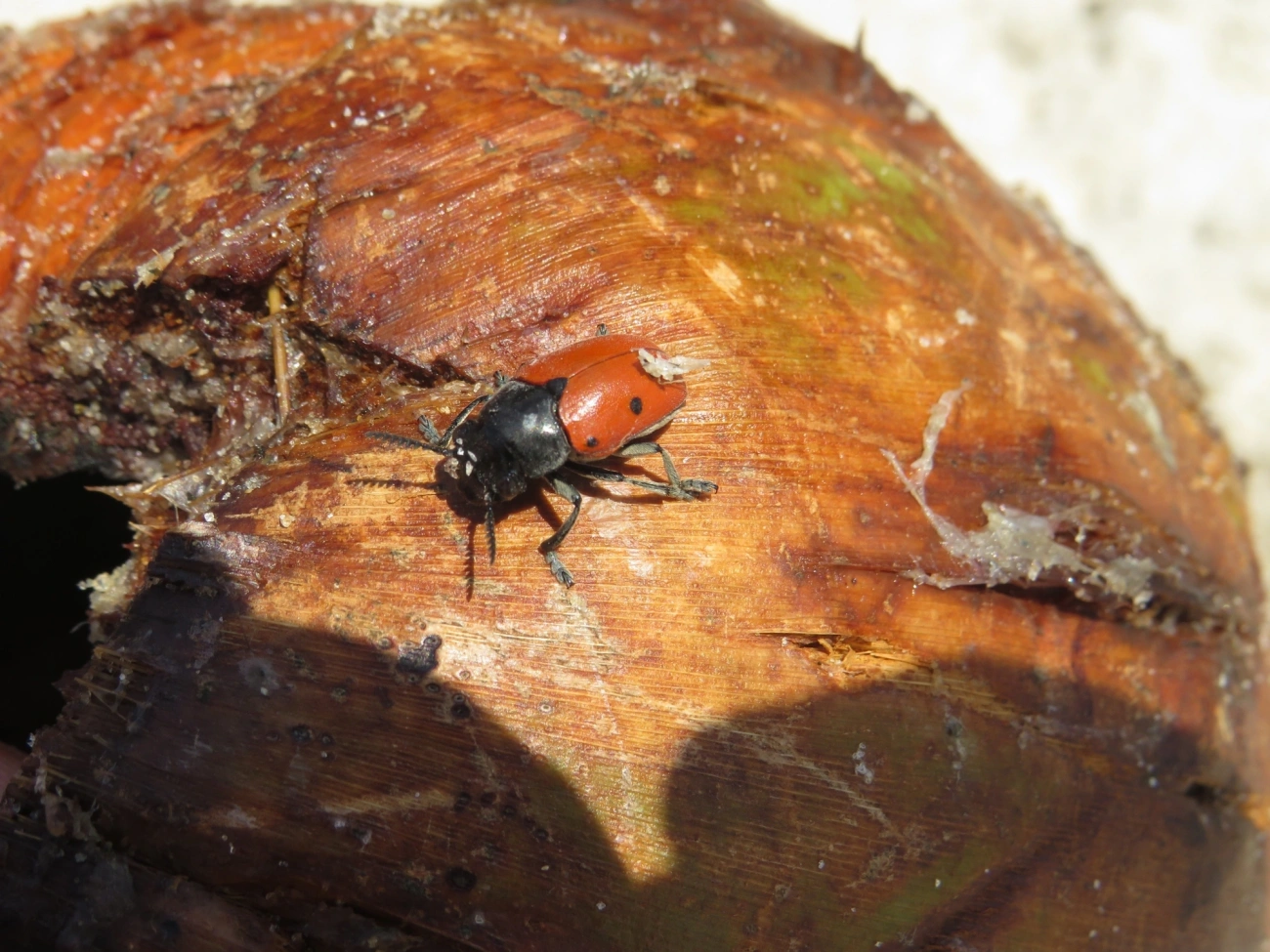 Besouro-das-folhas (Megalostomis grandis), insetos, fotografado em Maresias, São Sebastião