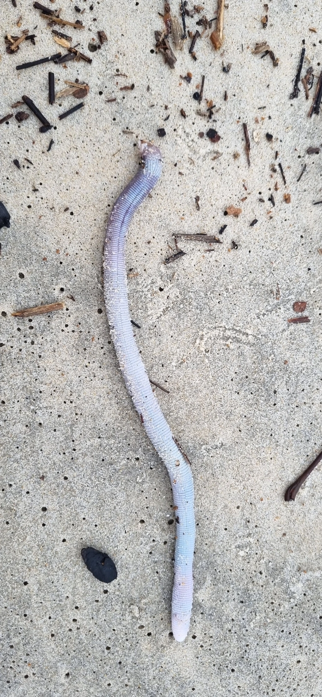 Cobra-de-duas-cabeças (Leposternon microcephalum), répteis, fotografado em Maresias, São Sebastião