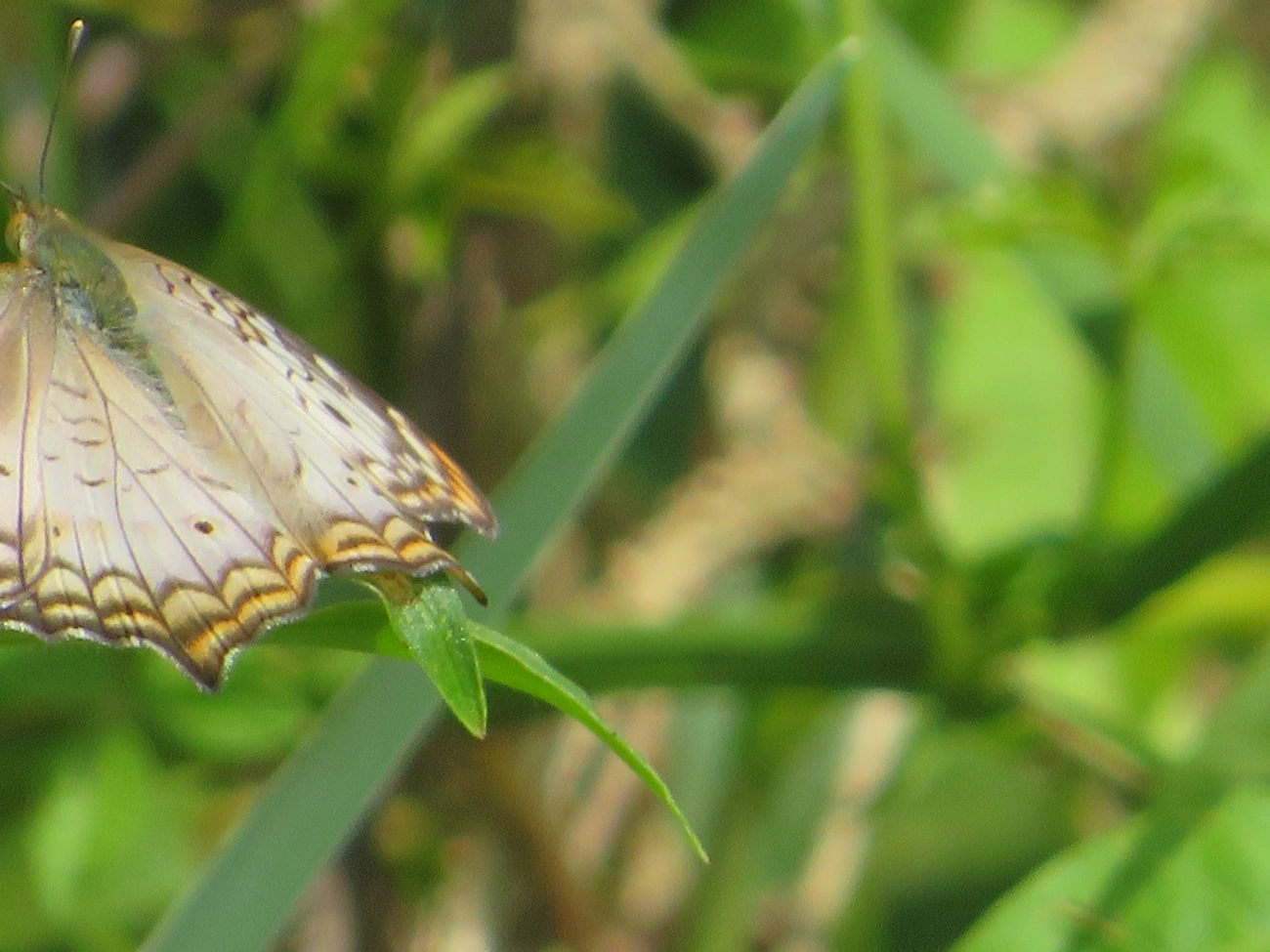 Borboleta-pavão-branco (Anartia jatrophae), insetos, fotografado em Juqueí, São Sebastião
