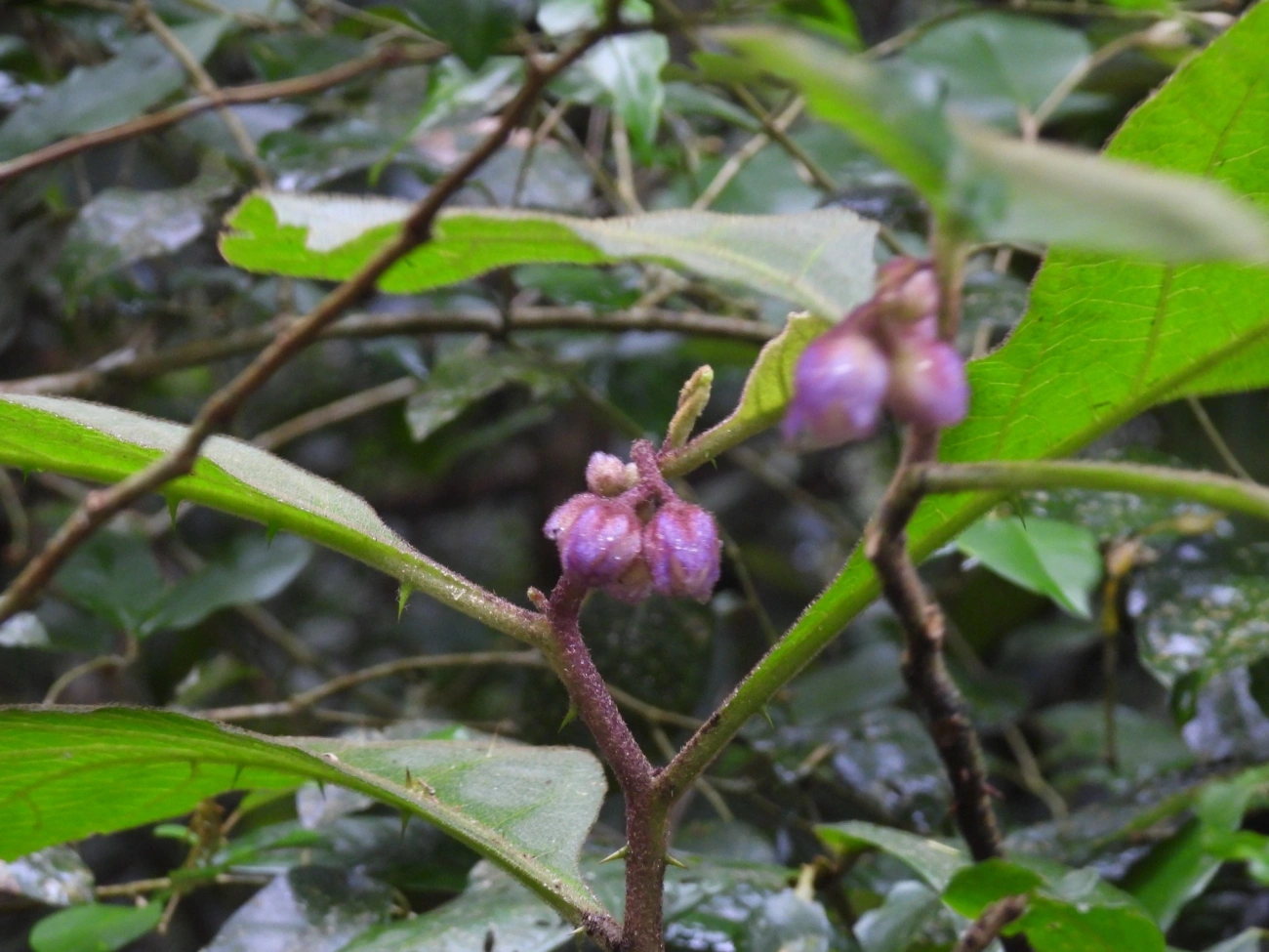 Solanum hexandrum, plantas, fotografado em Maresias, São Sebastião