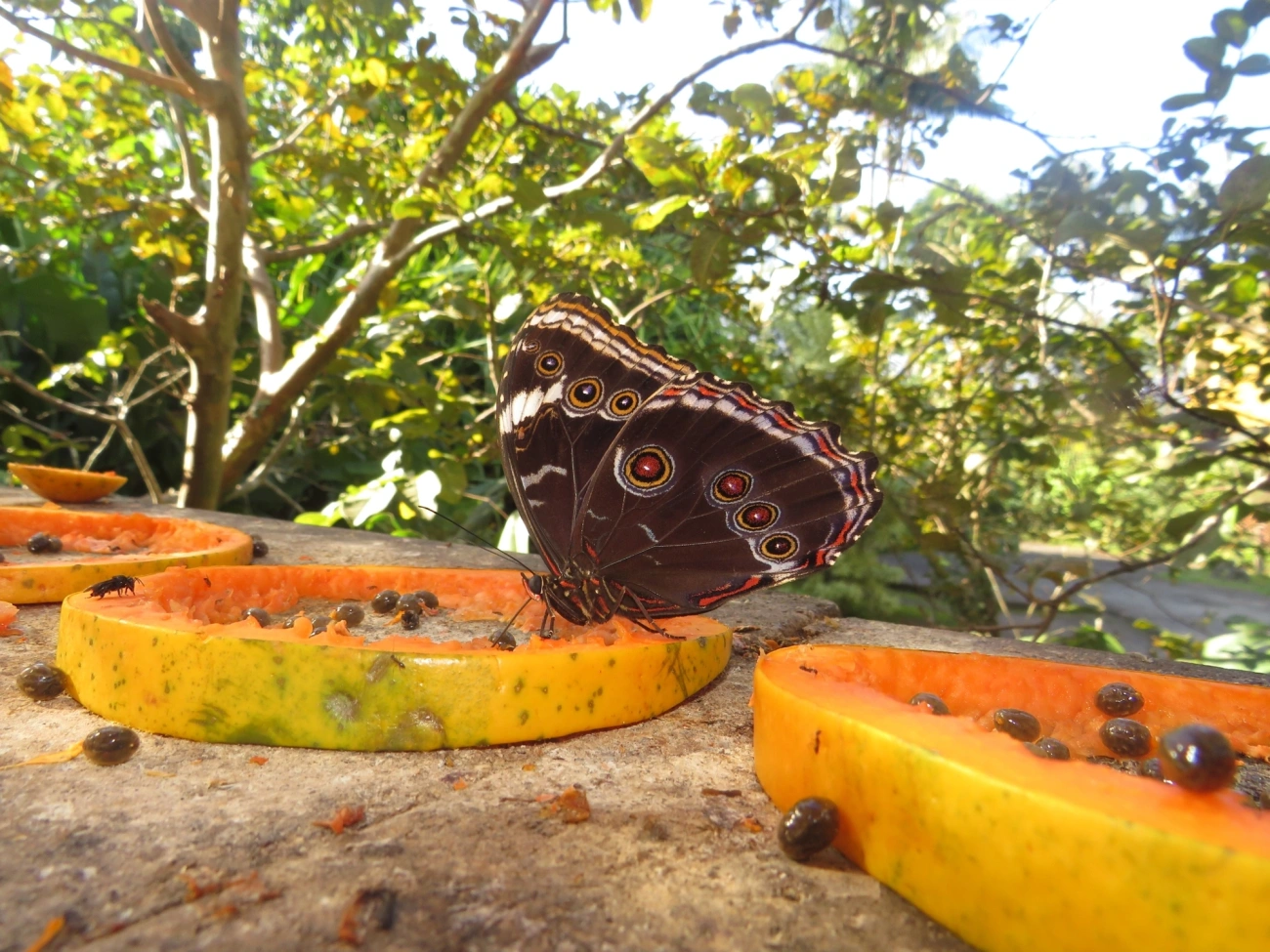 Capitão-do-mato (Morpho helenor), insetos, fotografado em Maresias, São Sebastião