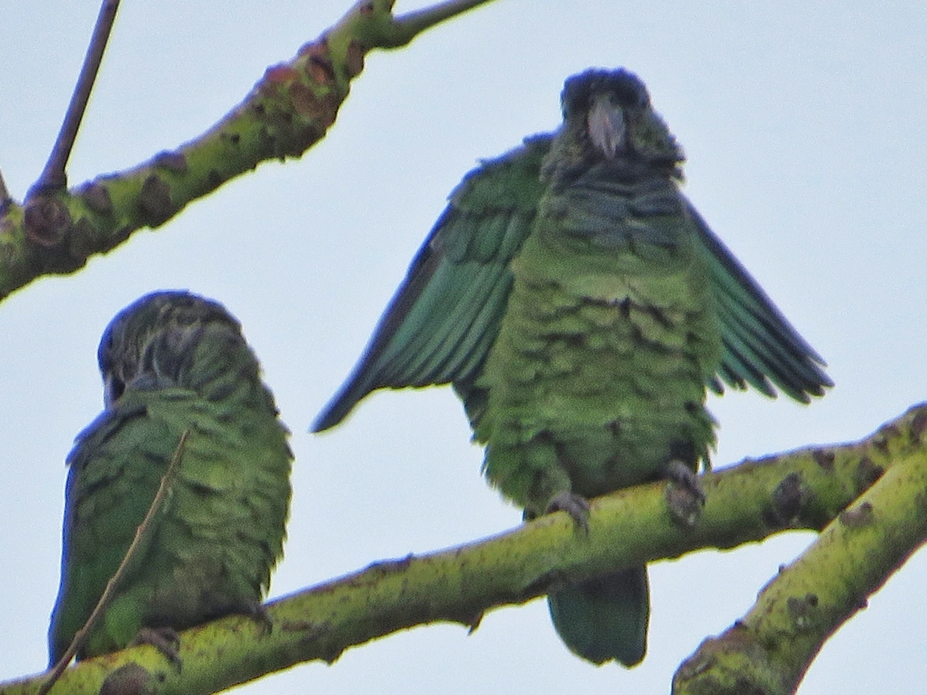 Maitaca-verde (Pionus maximiliani), aves, fotografado em Maresias, São Sebastião