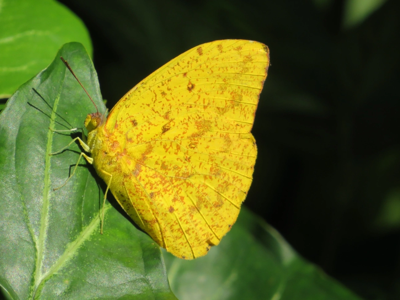 Borboleta-amarela (Phoebis argante), insetos, fotografado em Paúba, São Sebastião