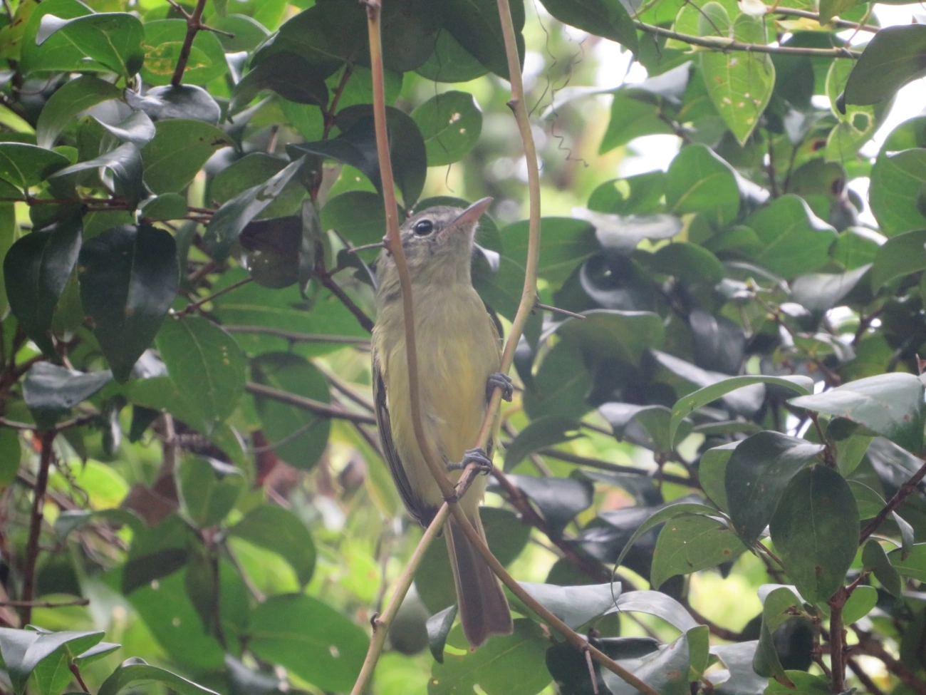 Bico-chato-de-orelha-preta (Tolmomyias sulphurescens), aves, fotografado em Maresias, São Sebastião