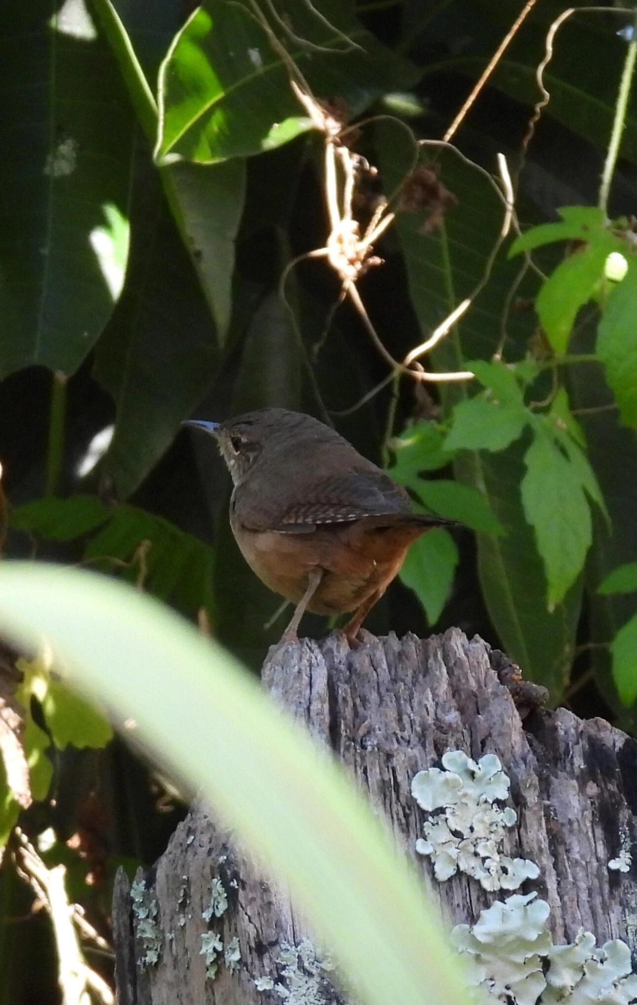 Corruíra (Troglodytes musculus), aves, fotografado em Resende