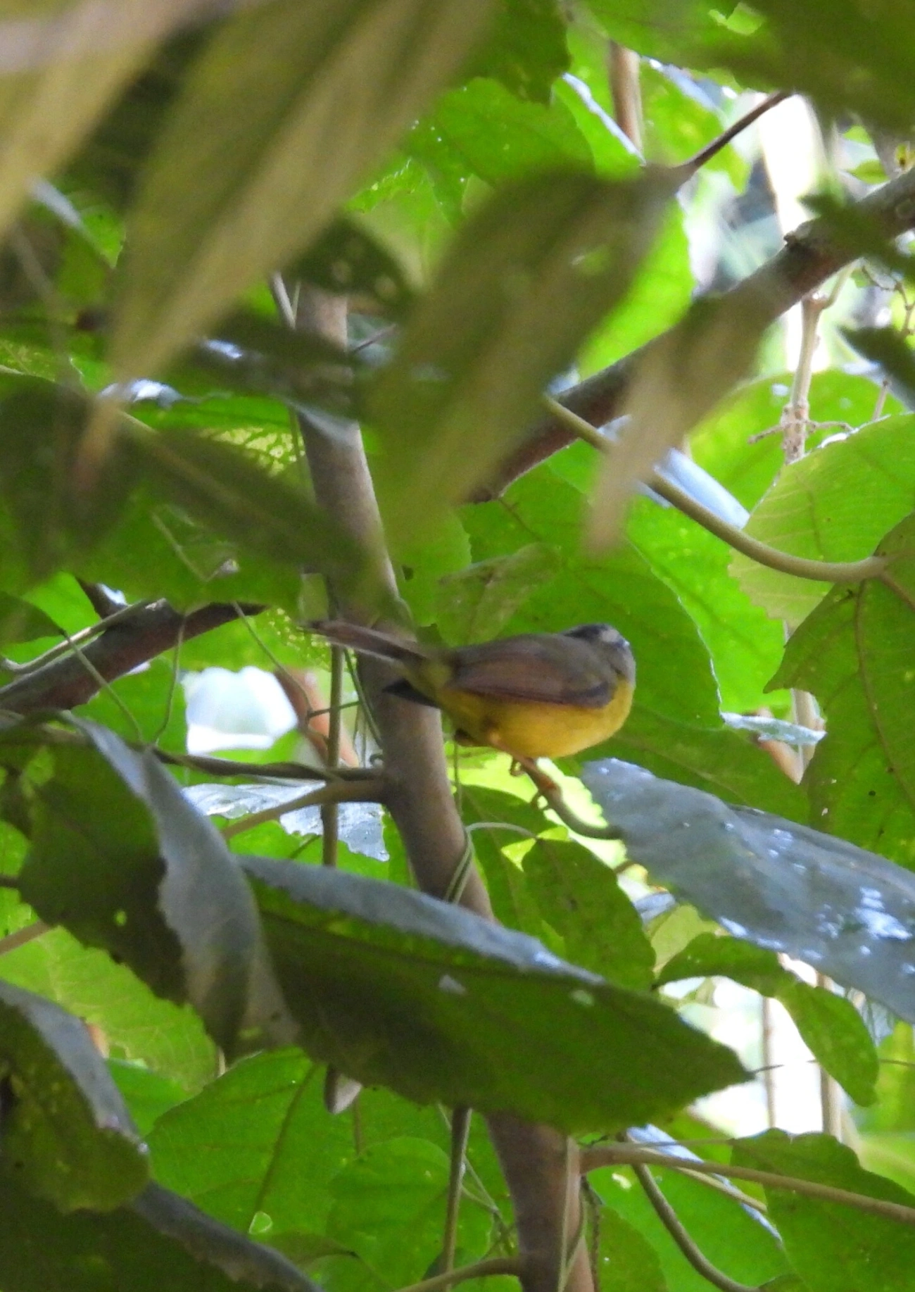 Pula-Pula (Basileuterus culicivorus), aves, fotografado em Resende