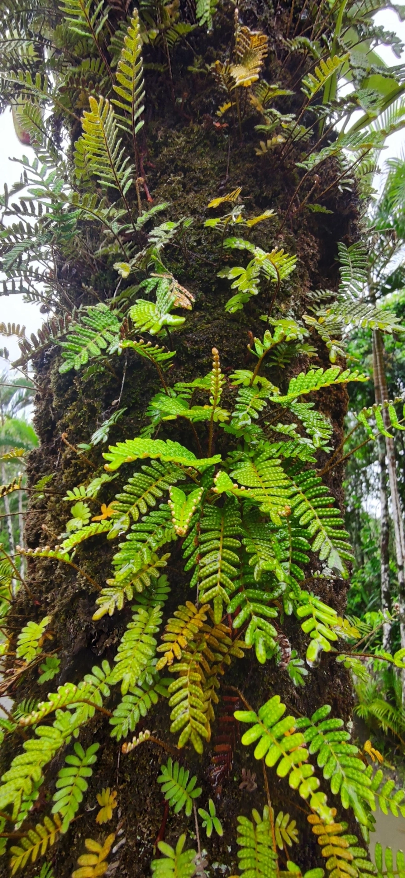 Samambaia-da-ressurreição (Pleopeltis polypodioides), plantas, fotografado em Maresias, São Sebastião