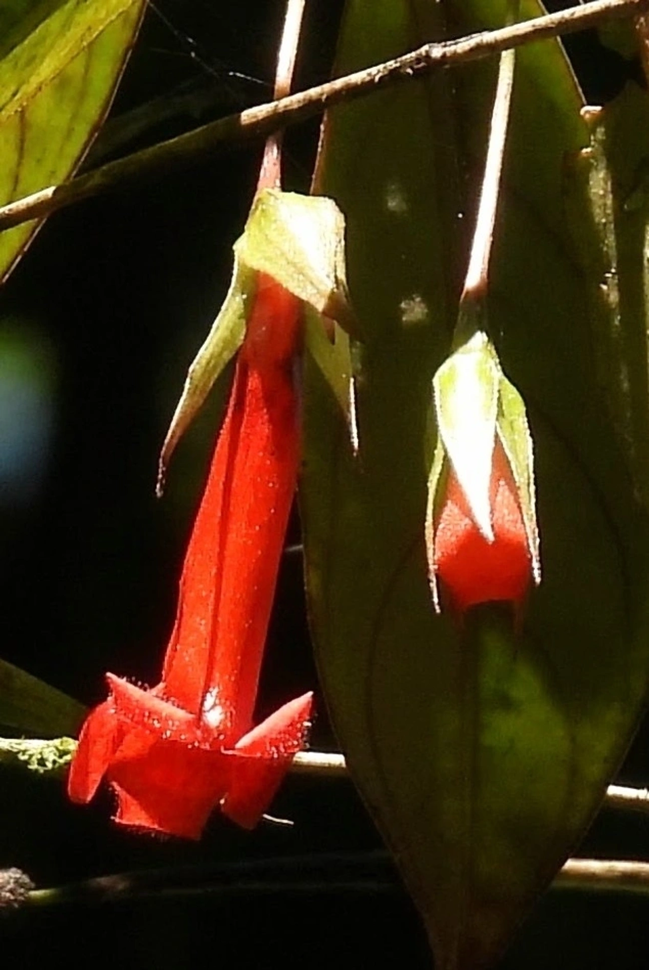 Planta-peixinho (Nematanthus crassifolius), plantas, fotografado em Resende