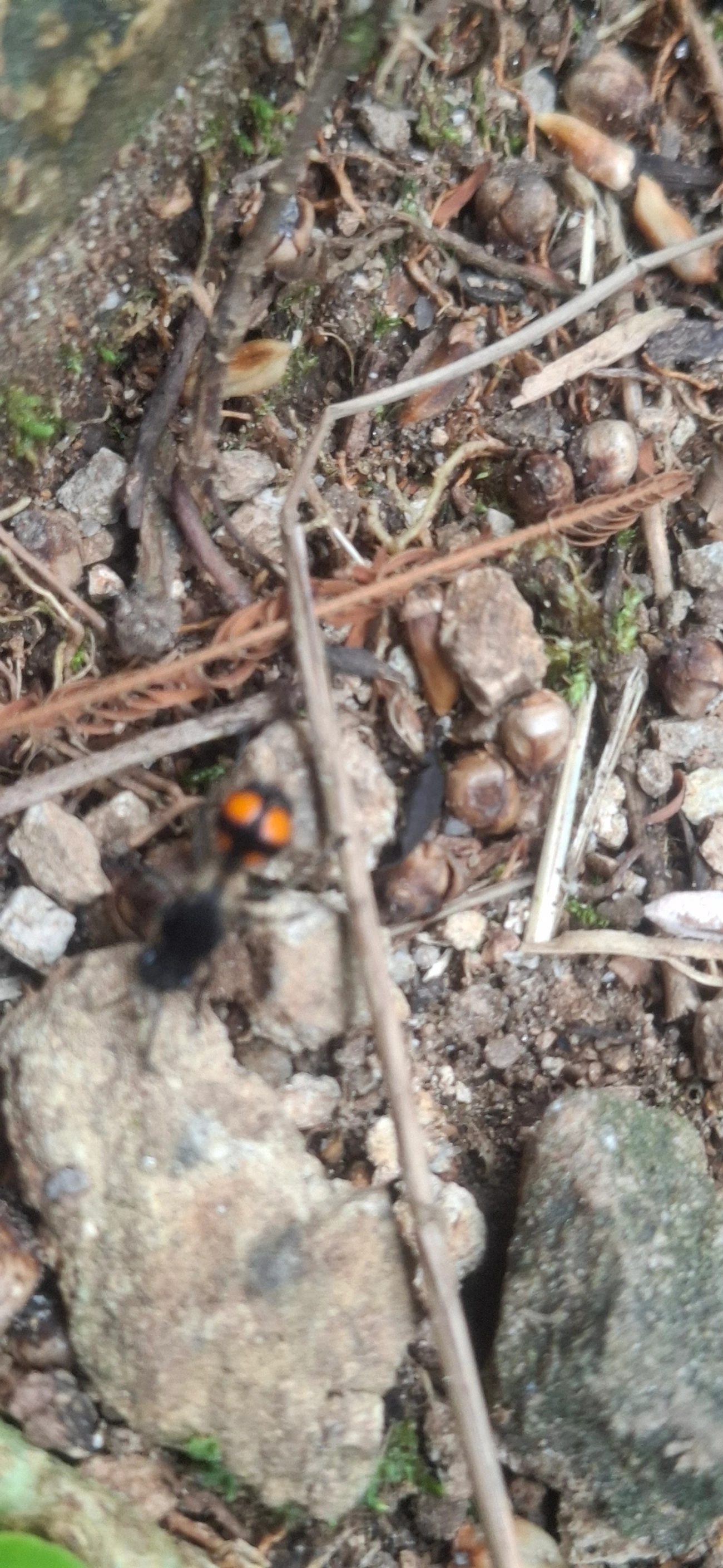 Traumatomutilla, insetos, fotografado em Pedra Selada