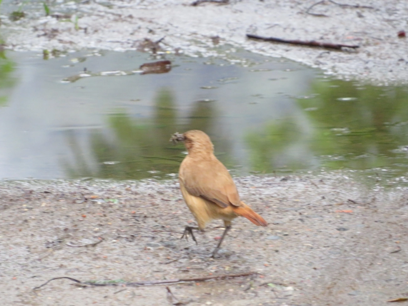 João-de-barro (Furnarius rufus), aves, fotografado em Maresias, São Sebastião