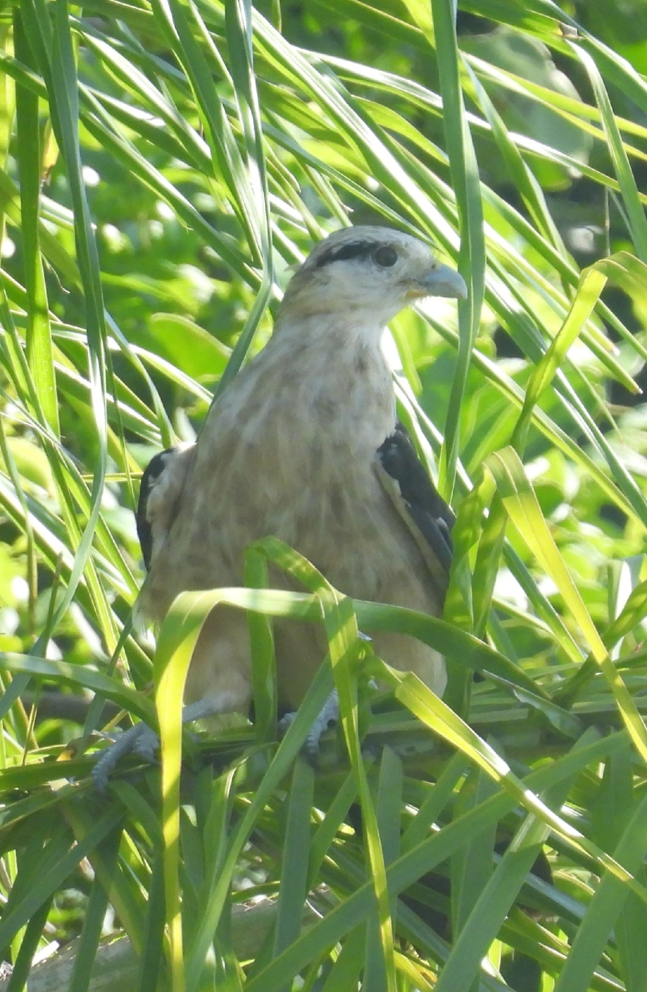 Carrapateiro (Daptrius chimachima), aves, fotografado em Maresias, São Sebastião