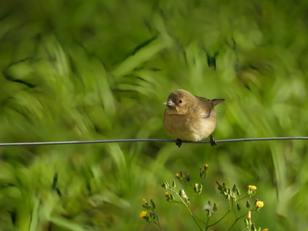 Coleirinho (Sporophila caerulescens), aves, fotografado em Maresias, São Sebastião