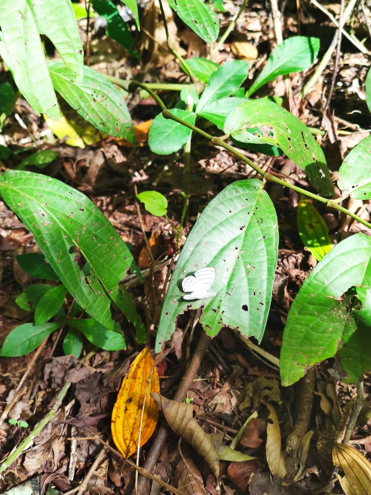 Leucochimona icare, insetos, fotografado em São Sebastião