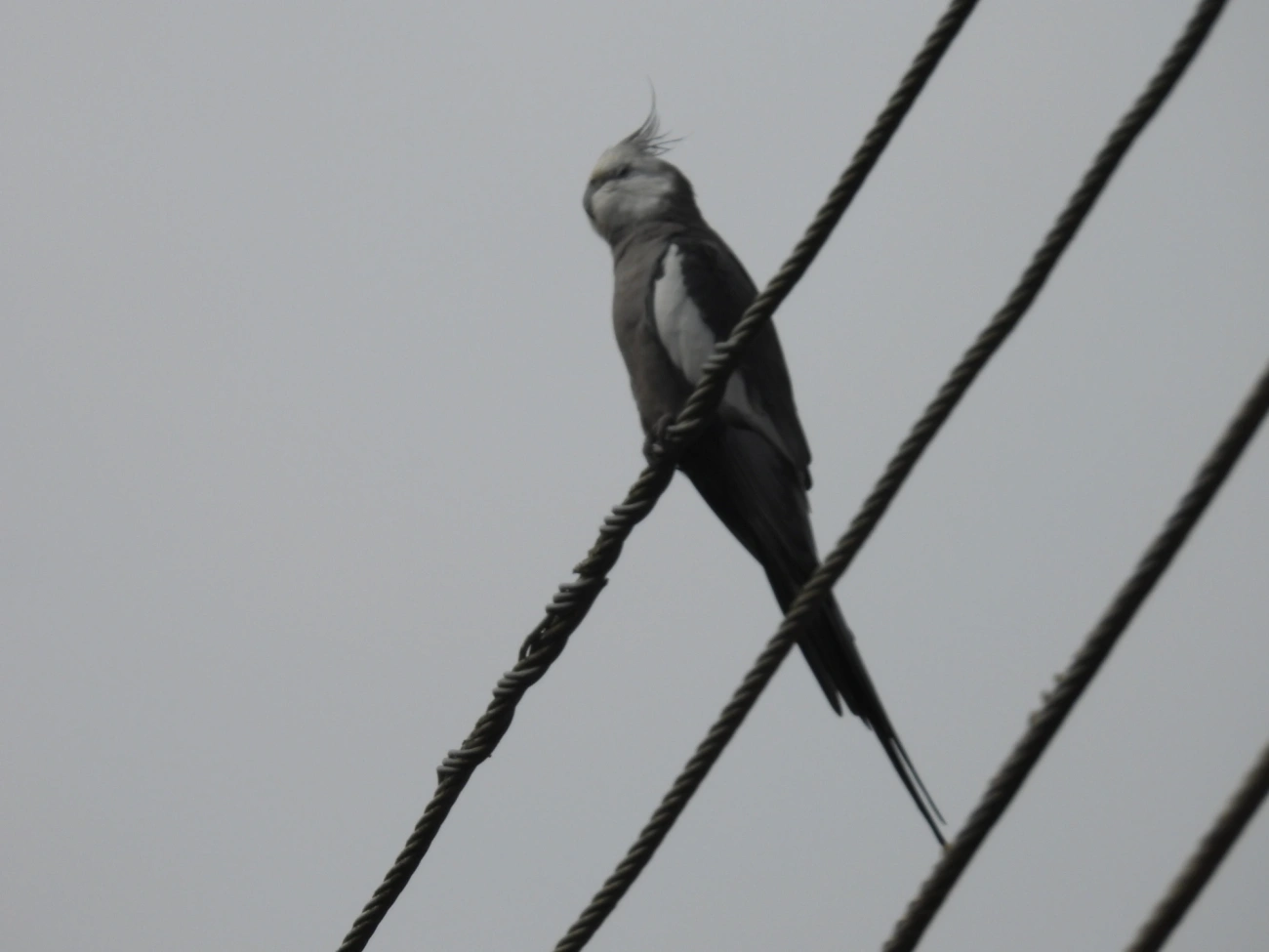 Nymphicus, aves, fotografado em Maresias, São Sebastião