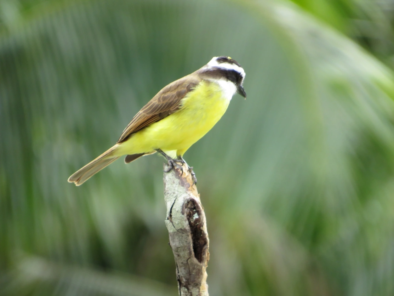Bem-te-vi (Pitangus sulphuratus), aves, fotografado em Maresias, São Sebastião