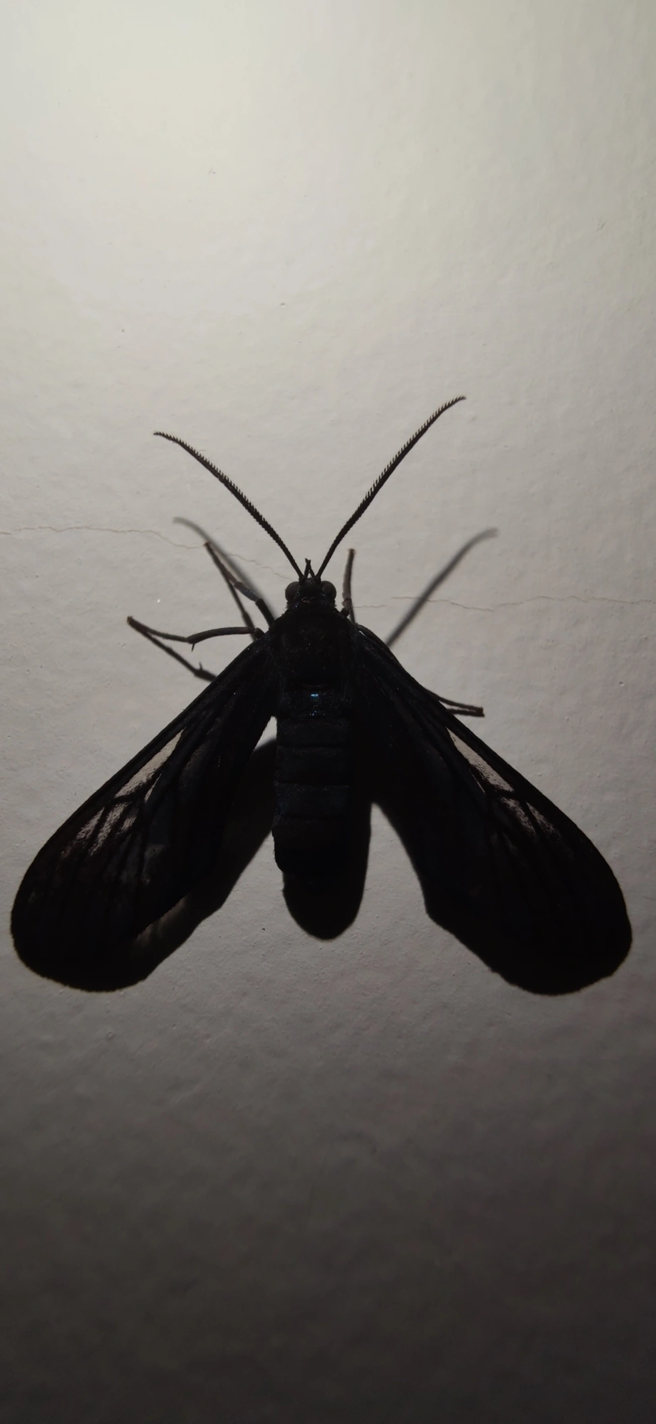 Macrocneme, insetos, fotografado em Maresias, São Sebastião