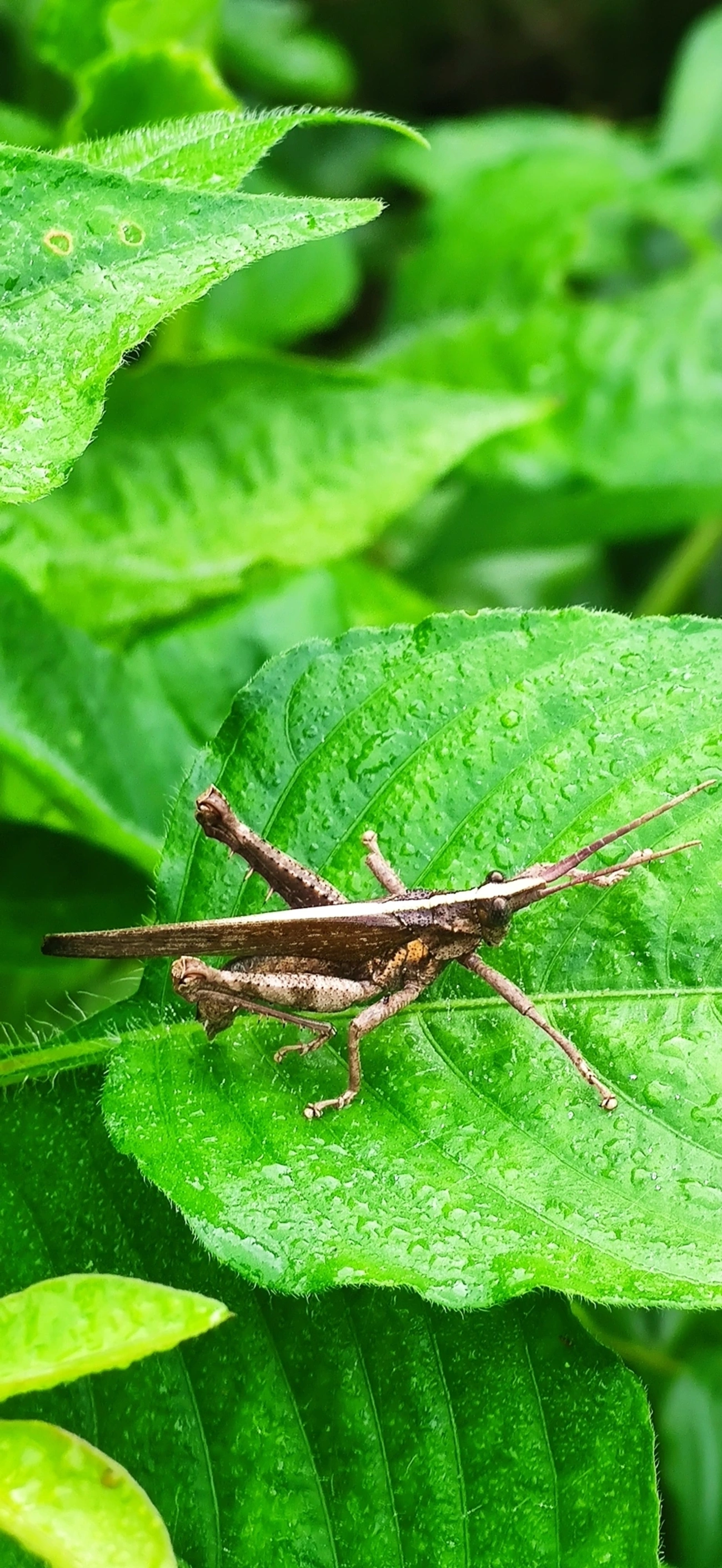 Procolpia, insetos, fotografado em Maresias, São Sebastião