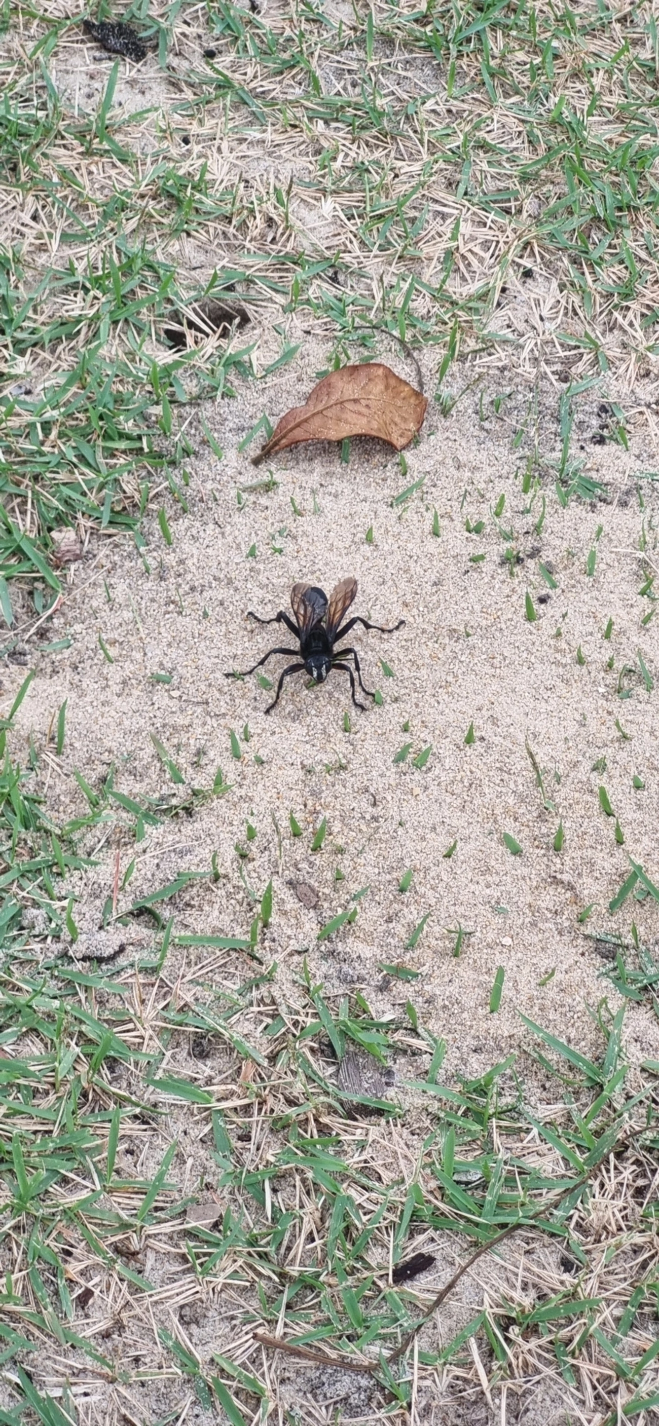 Vespa-caçadora (Sphex ingens), insetos, fotografado em Frade, Ubatuba
