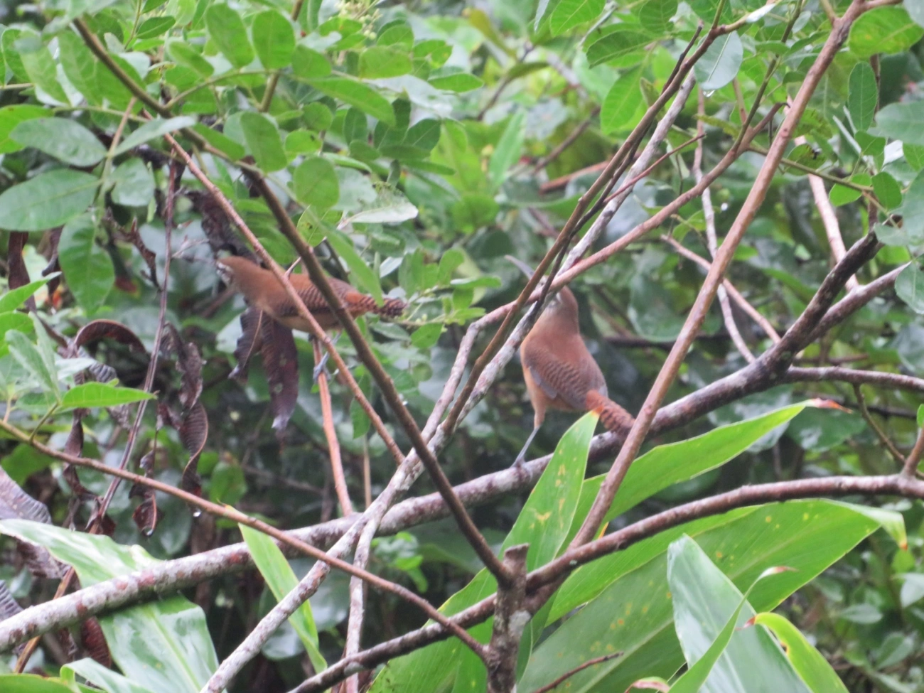 Garrinchão-de-bico-grande (Cantorchilus longirostris), aves, fotografado em Maresias, São Sebastião