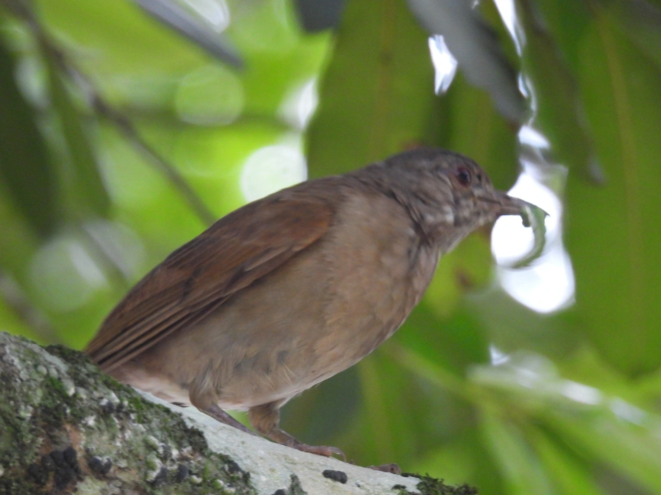 Sabiá-barranco (Turdus leucomelas), aves, fotografado em Indaiá, Caraguatatuba