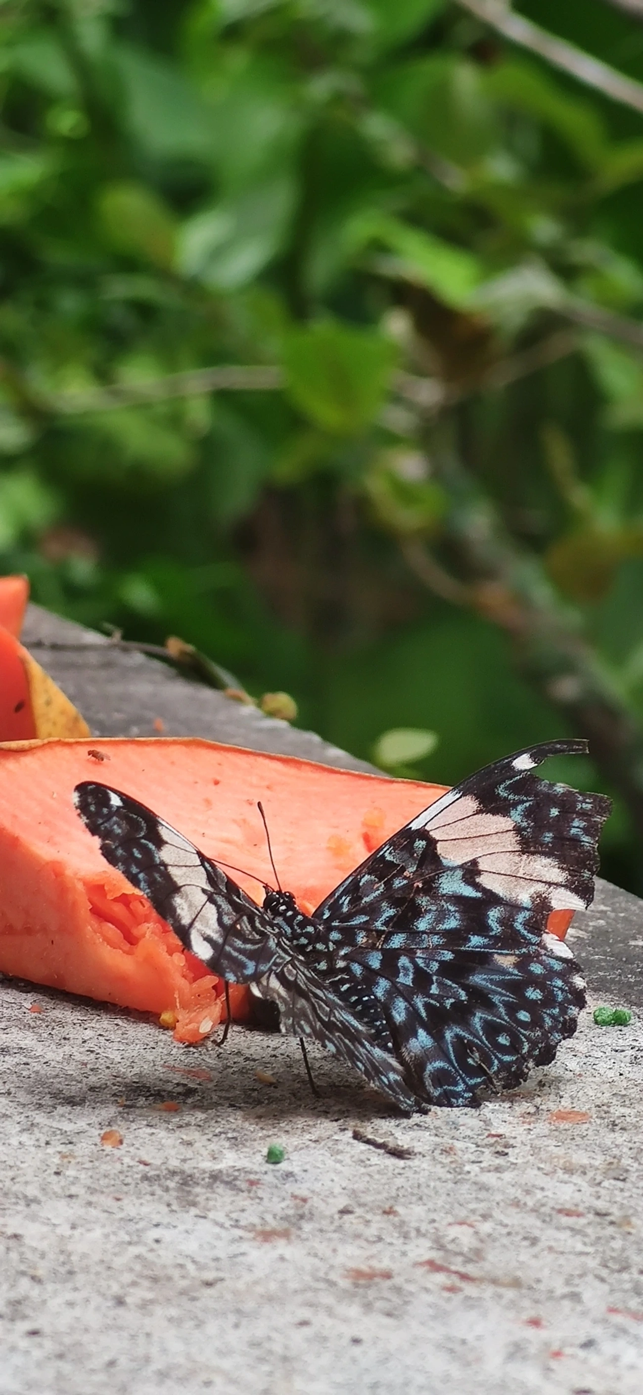 Assenta-pau (Hamadryas amphinome), insetos, fotografado em Maresias, São Sebastião