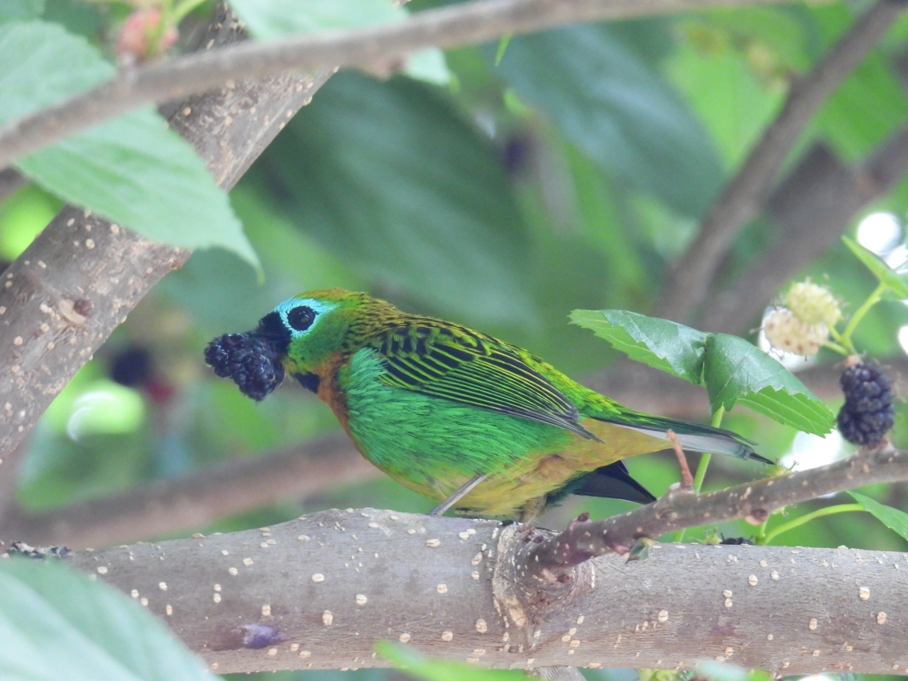 Saíra-lagarta (Tangara desmaresti), aves, fotografado em Itamonte