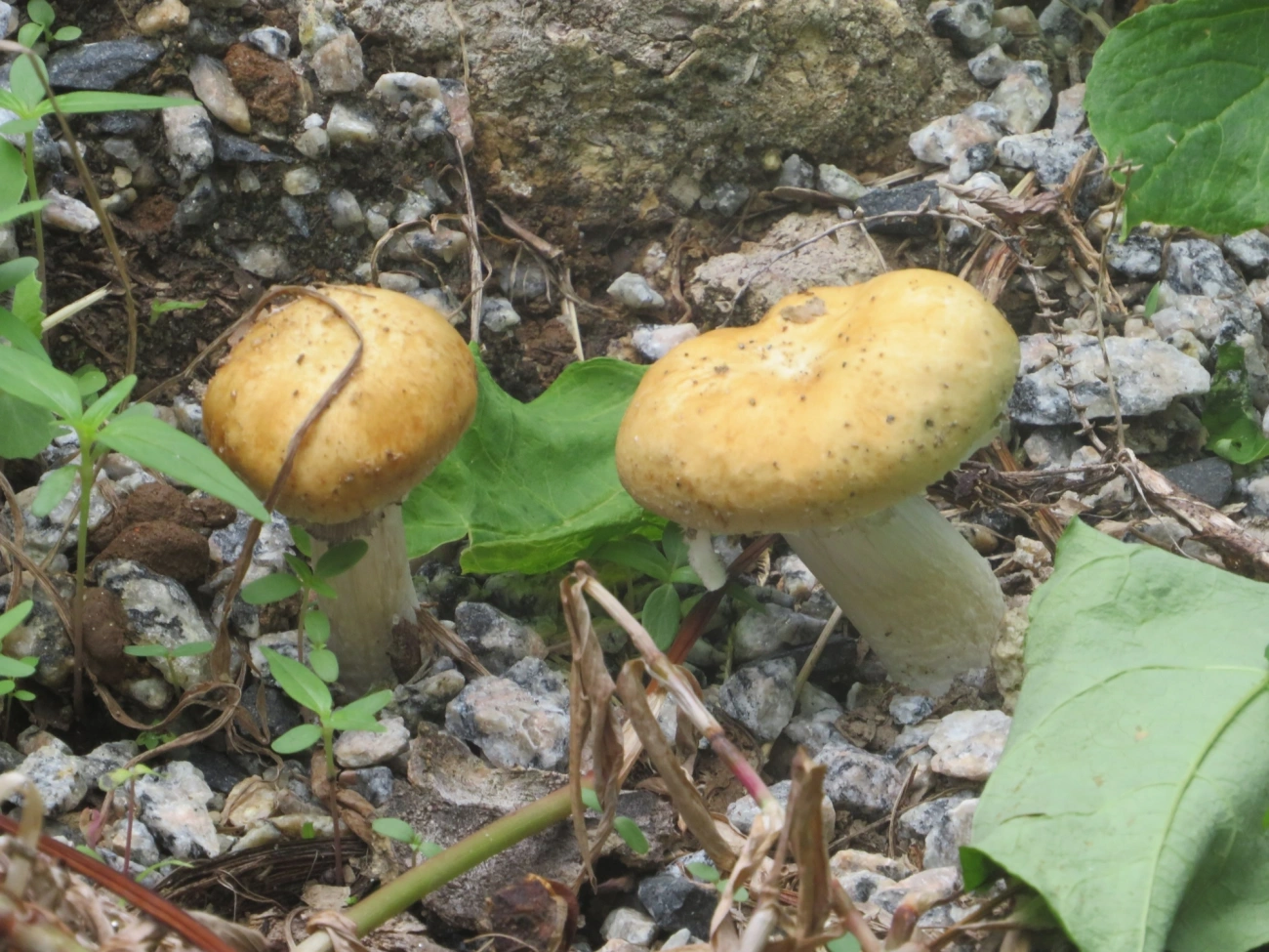 Cogumelos Lamelados (Agaricales), fungos, fotografado em Maresias, São Sebastião