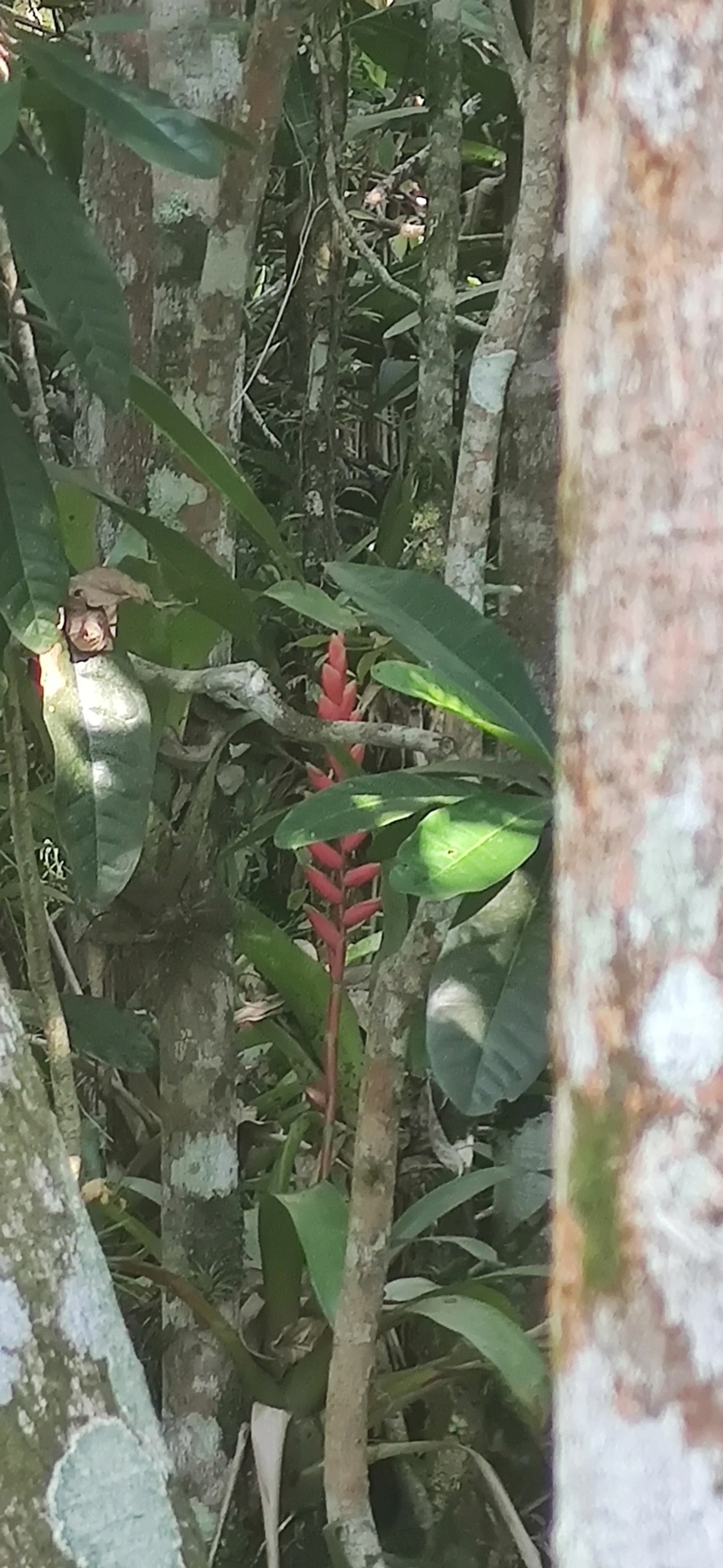 Gravatinha (Vriesea ensiformis), plantas, fotografado em Maresias, São Sebastião