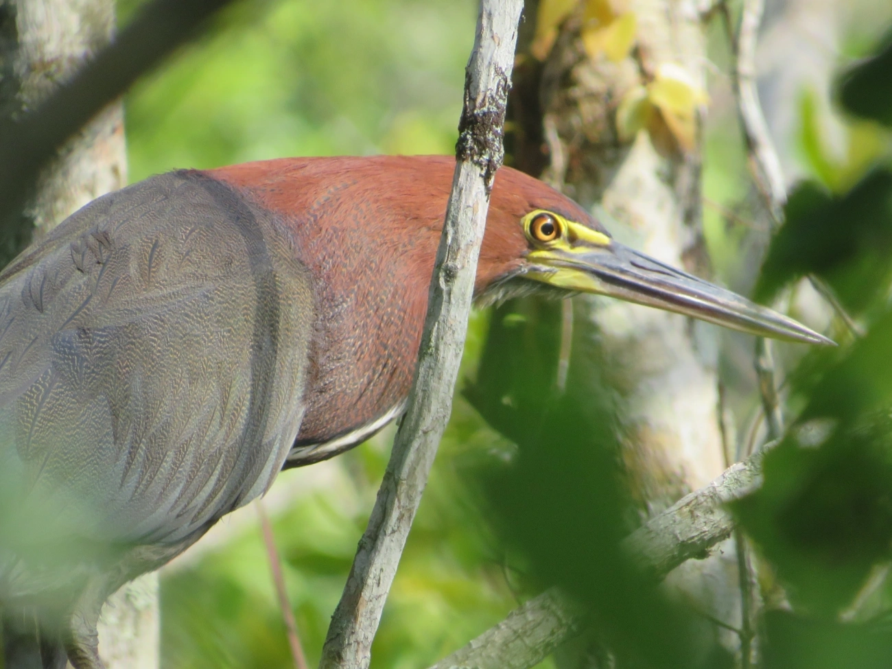 Socó-boi (Tigrisoma lineatum), aves, fotografado em Maresias, São Sebastião