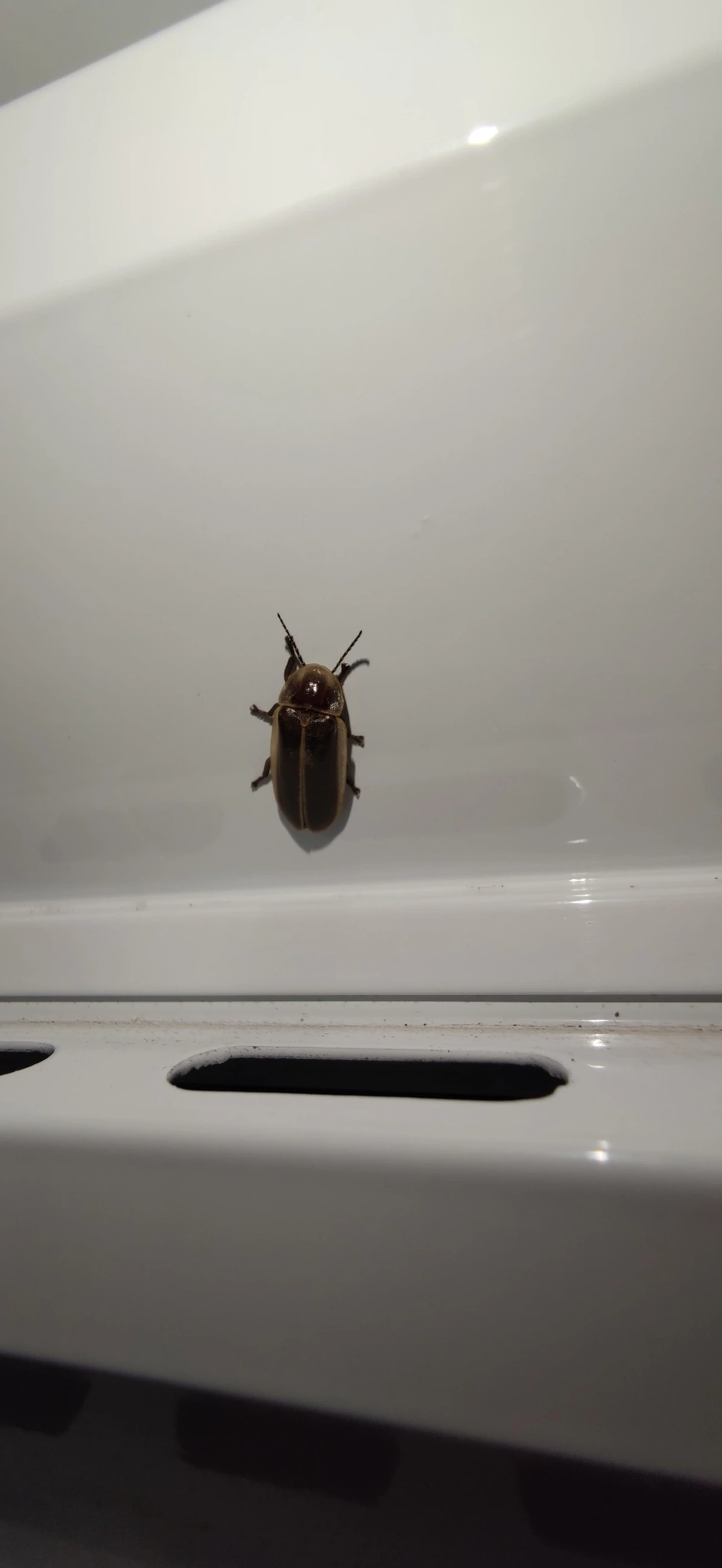 Pirilampos (Lampyridae), insetos, fotografado em Maresias, São Sebastião