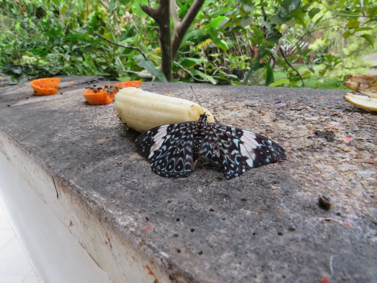 Assenta-pau (Hamadryas amphinome), insetos, fotografado em Maresias, São Sebastião