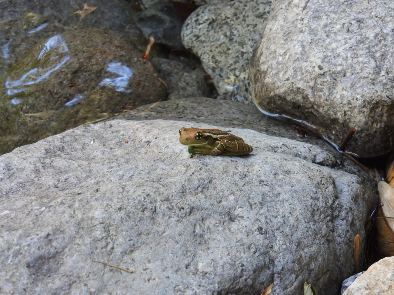 Perereca-de-olhos-dourados-do-Rio (Trachycephalus imitatrix), anfíbios, fotografado em Queluz
