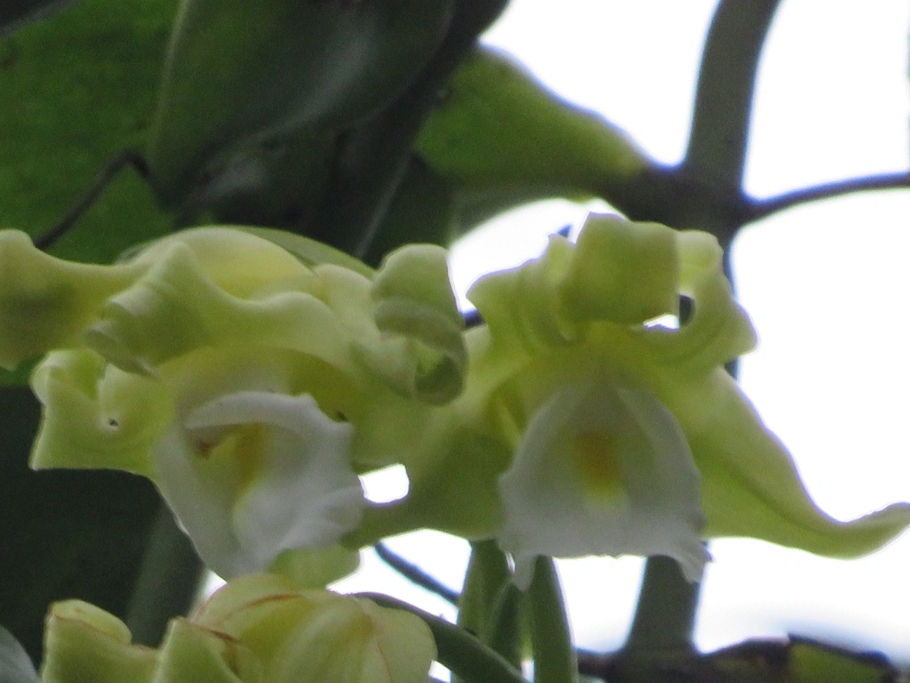 Baunilha (Vanilla arcuata), plantas, fotografado em Maresias, São Sebastião