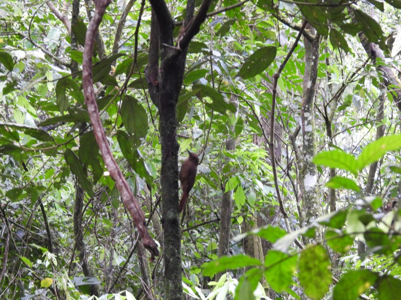Arapaçu-liso (Dendrocincla turdina), aves, fotografado em Maresias, São Sebastião