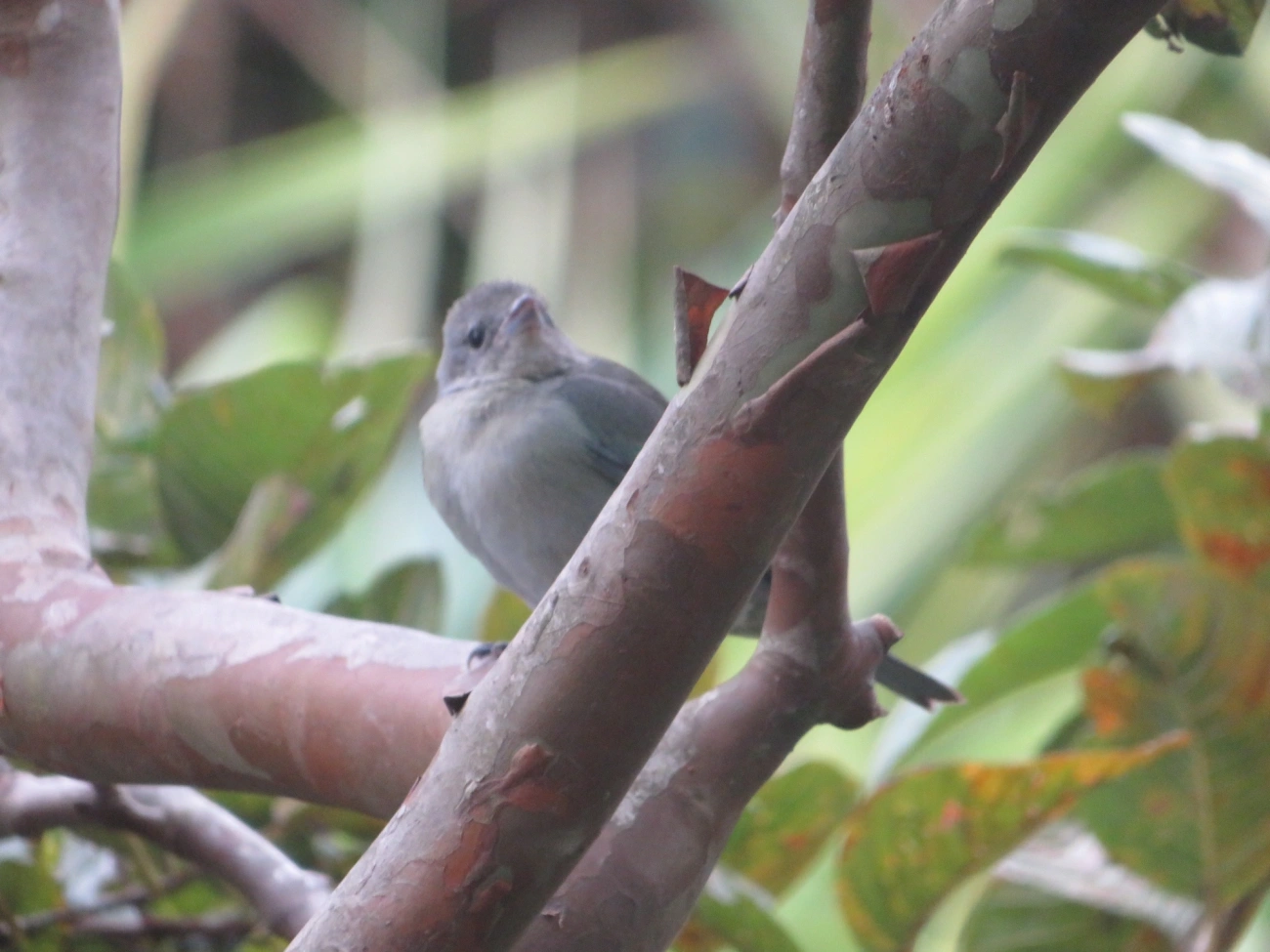 Sanhaço-cinzento (Thraupis sayaca), aves, fotografado em Maresias, São Sebastião