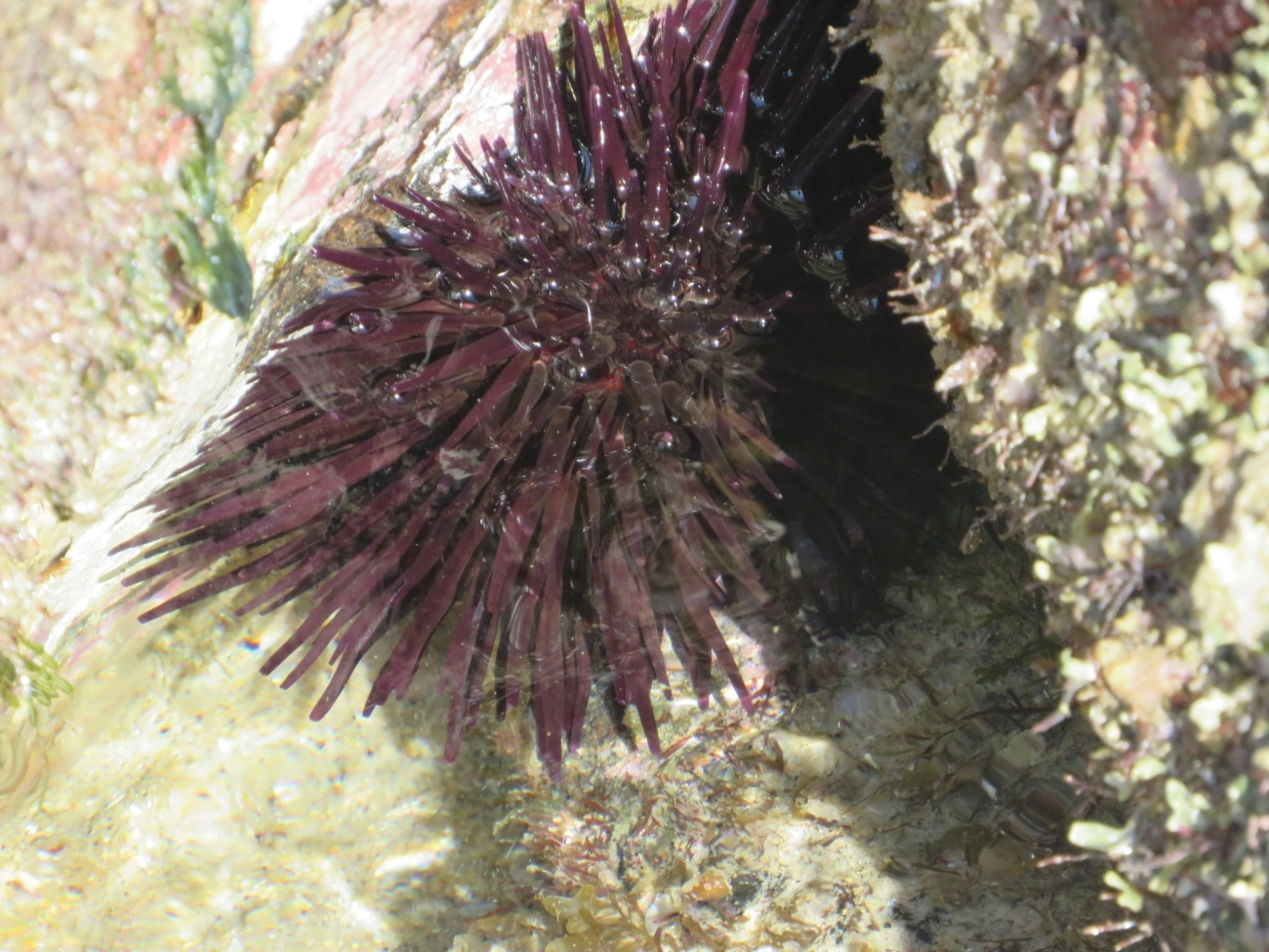 Pinaúna (Echinometra lucunter), equinodermos, fotografado em Maresias, São Sebastião