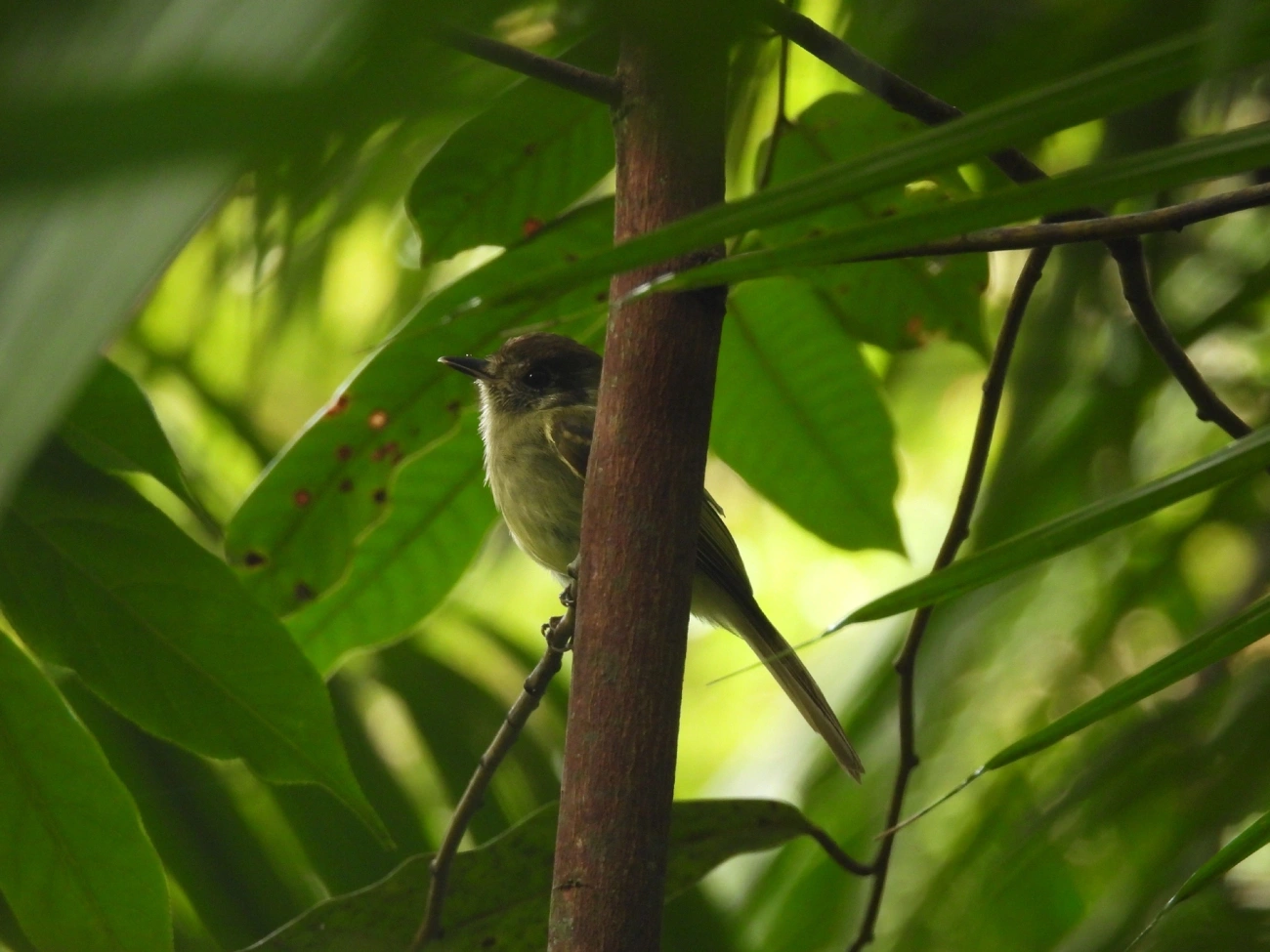 Cabeçudo (Leptopogon amaurocephalus), aves, fotografado em Maresias, São Sebastião