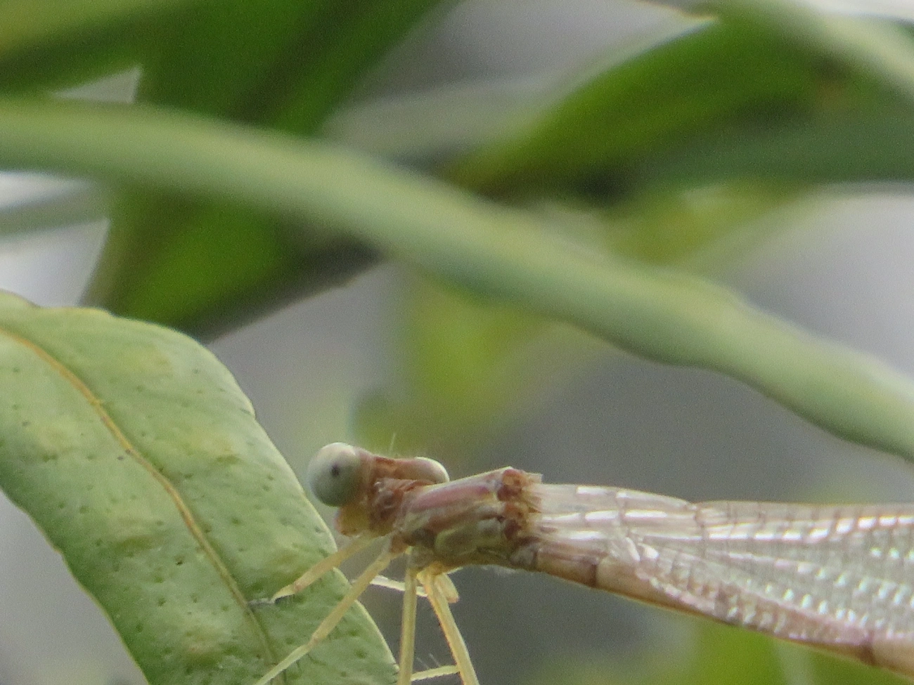 Libelinhas (Zygoptera), insetos, fotografado em Maresias, São Sebastião