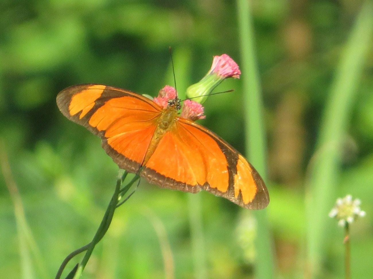 Borboleta-flambeau (Dryas iulia), insetos, fotografado em Maresias, São Sebastião