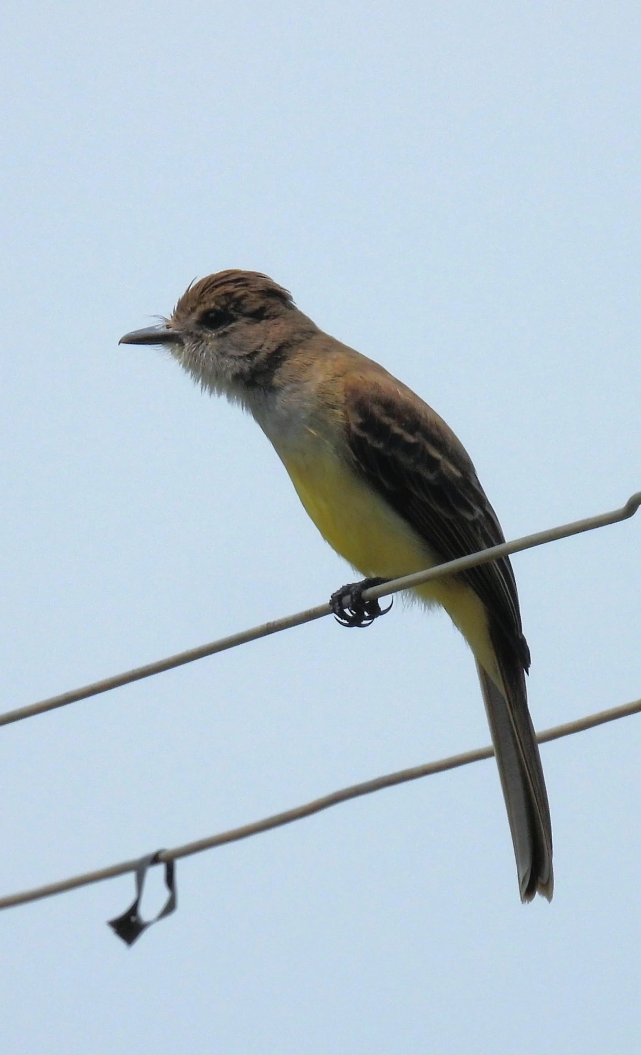 Marias-Cavaleiras e Afins (Myiarchus), aves, fotografado em Itu